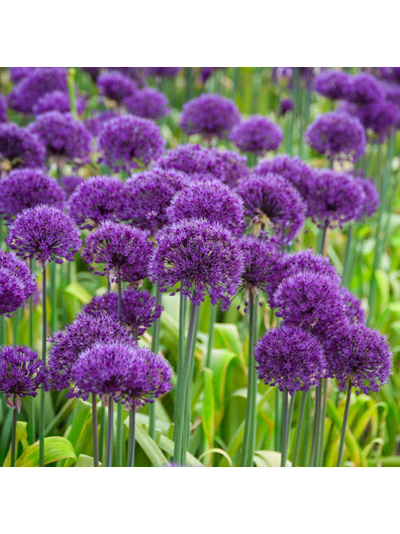  image of you-garden-allium-purple-sensation-pack-of-25-bulbs