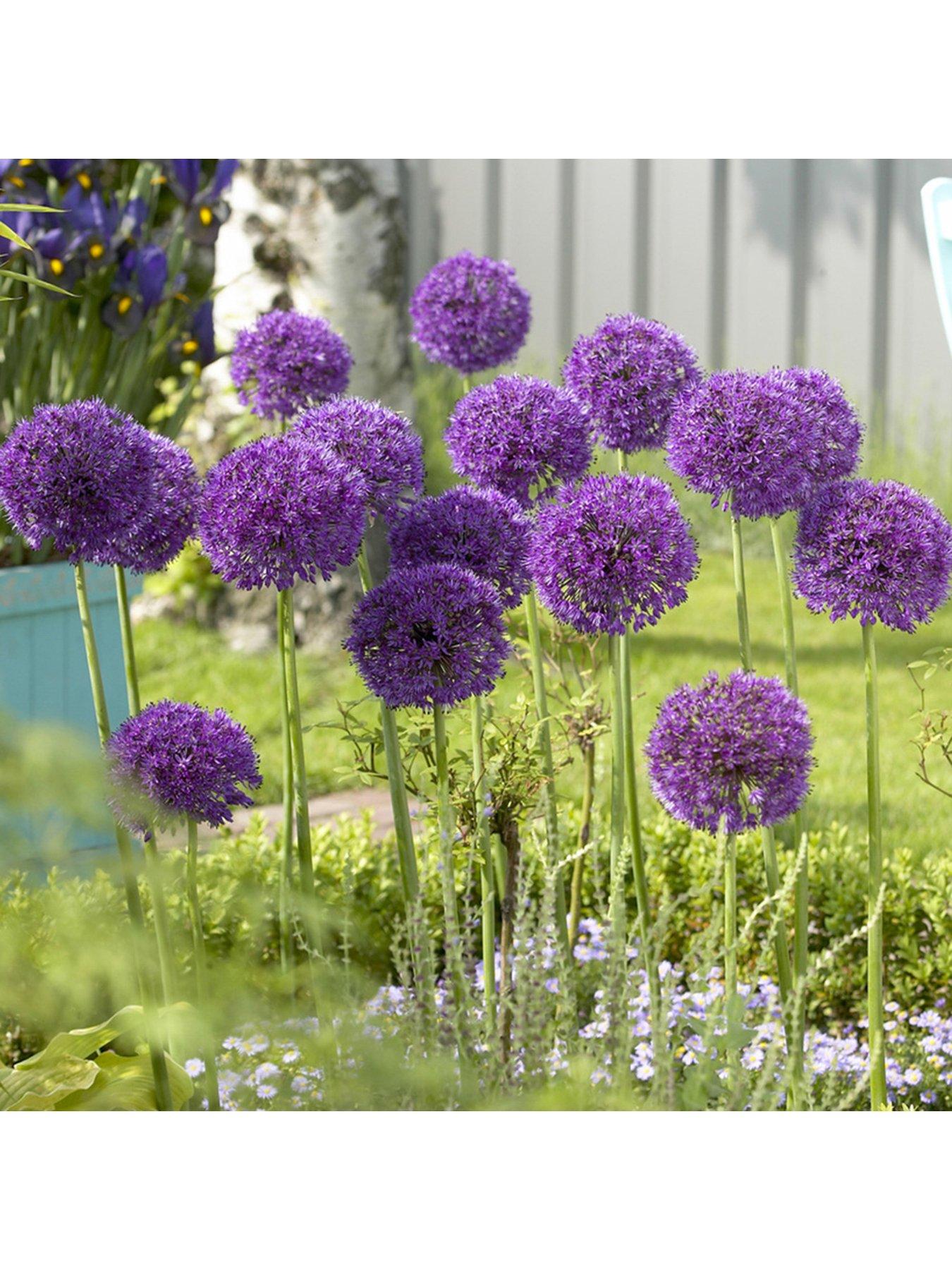  image of you-garden-allium-purple-sensation-pack-of-25-bulbs