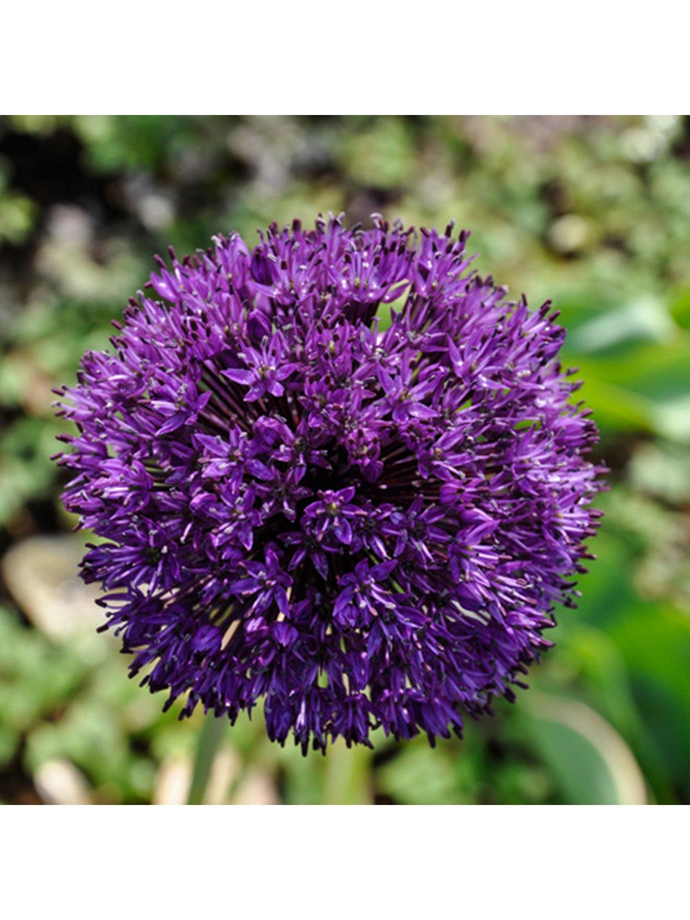  image of you-garden-allium-purple-sensation-pack-of-25-bulbs