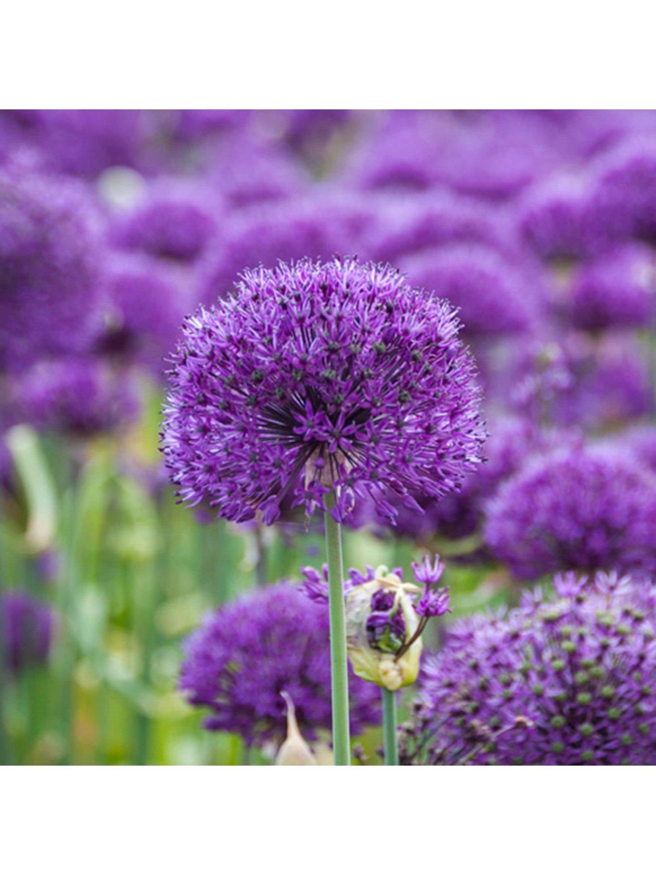  image of you-garden-allium-purple-sensation-pack-of-25-bulbs
