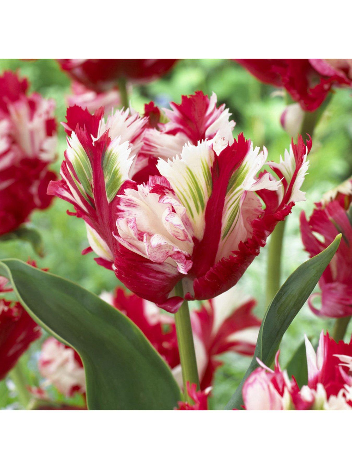 You Garden Tulip Estella Rijnveld - Pack of 15 Bulbs