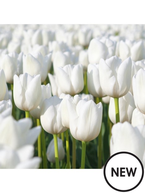 tulip-triumph-white-pack-of-20-bulbs