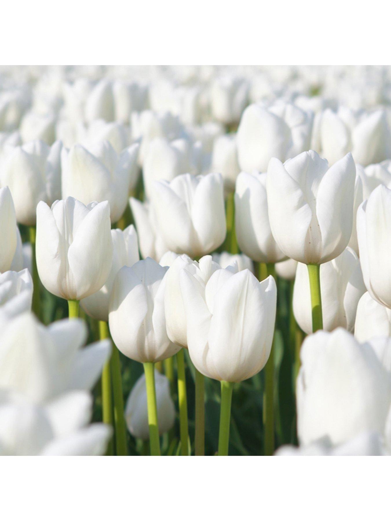 Image 1 of 4 of You Garden Tulip Triumph White - Pack of 15 bulbs