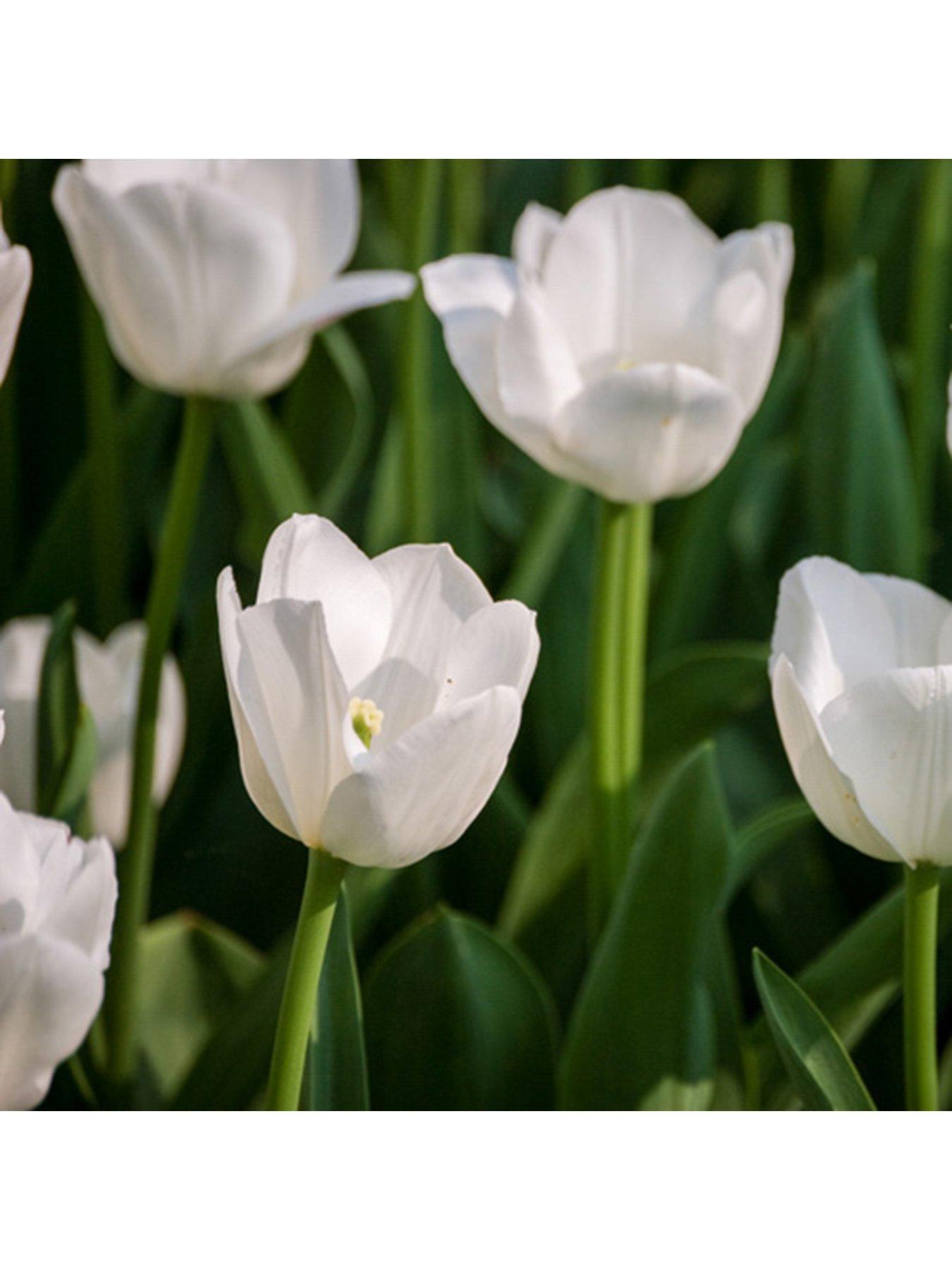  image of you-garden-tulip-triumph-white-pack-of-15-bulbs