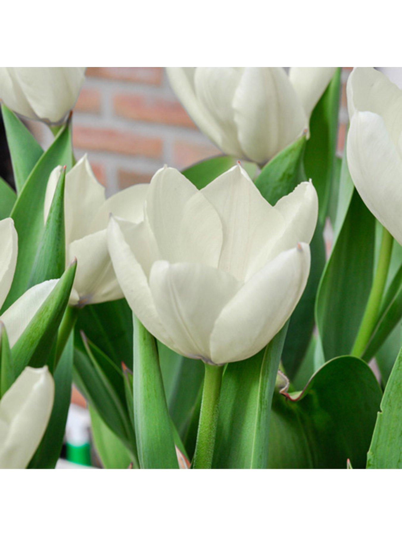  image of you-garden-tulip-triumph-white-pack-of-15-bulbs