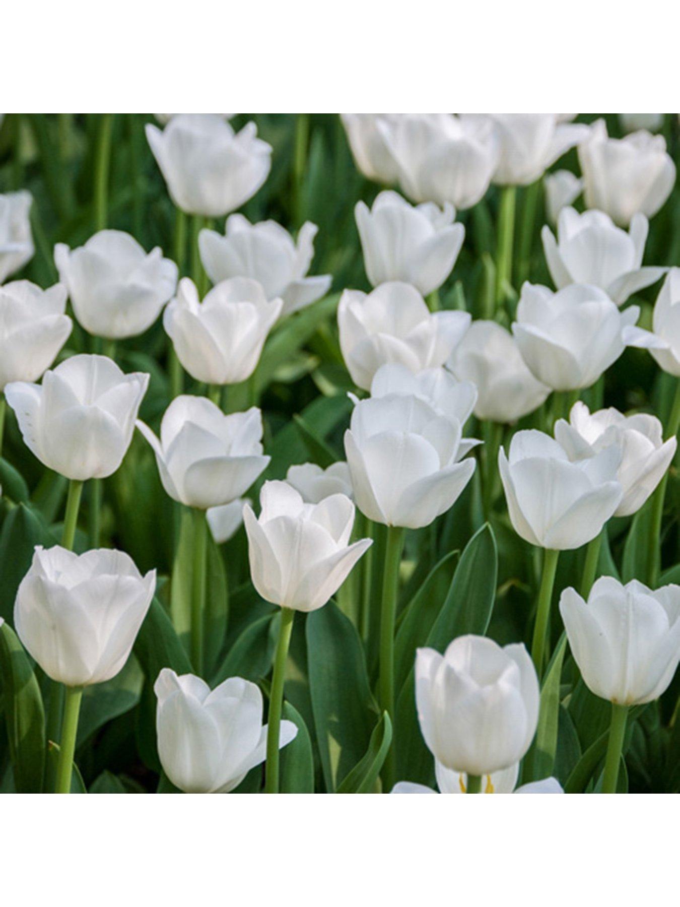  image of you-garden-tulip-triumph-white-pack-of-15-bulbs