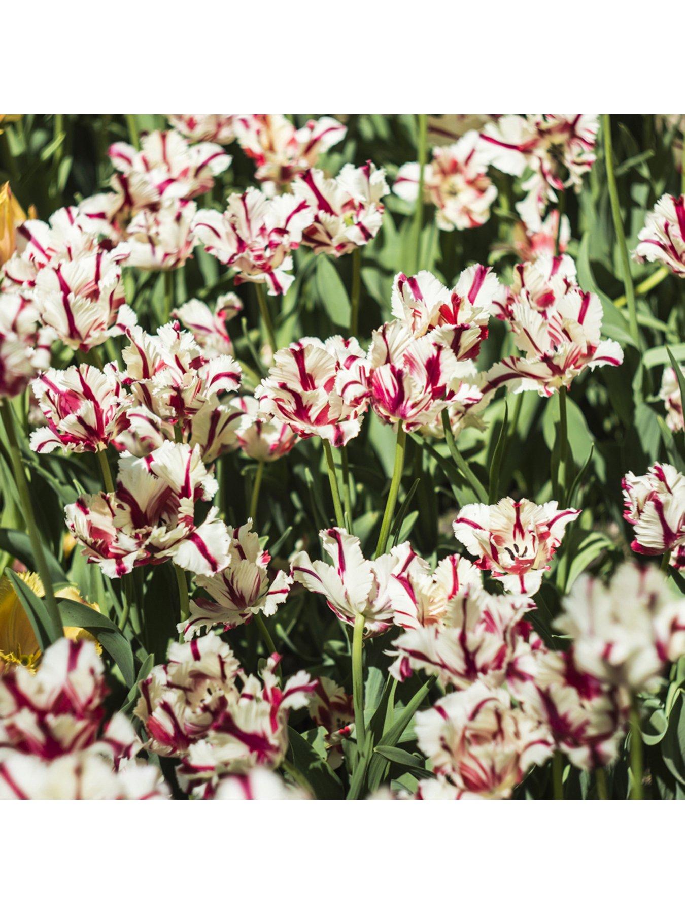 You Garden Tulip Carnaval de Nice - Pack of 10 bulbs