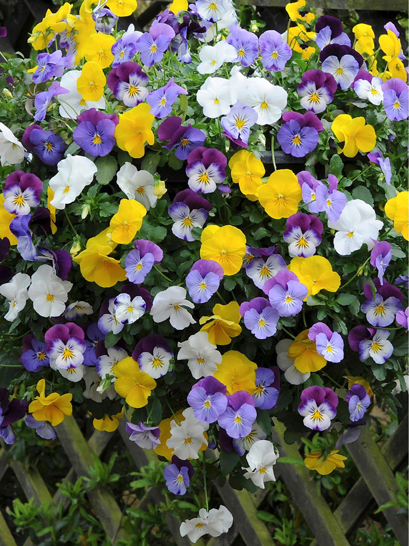 Pair of Pansy Cool Wave Hanging Baskets