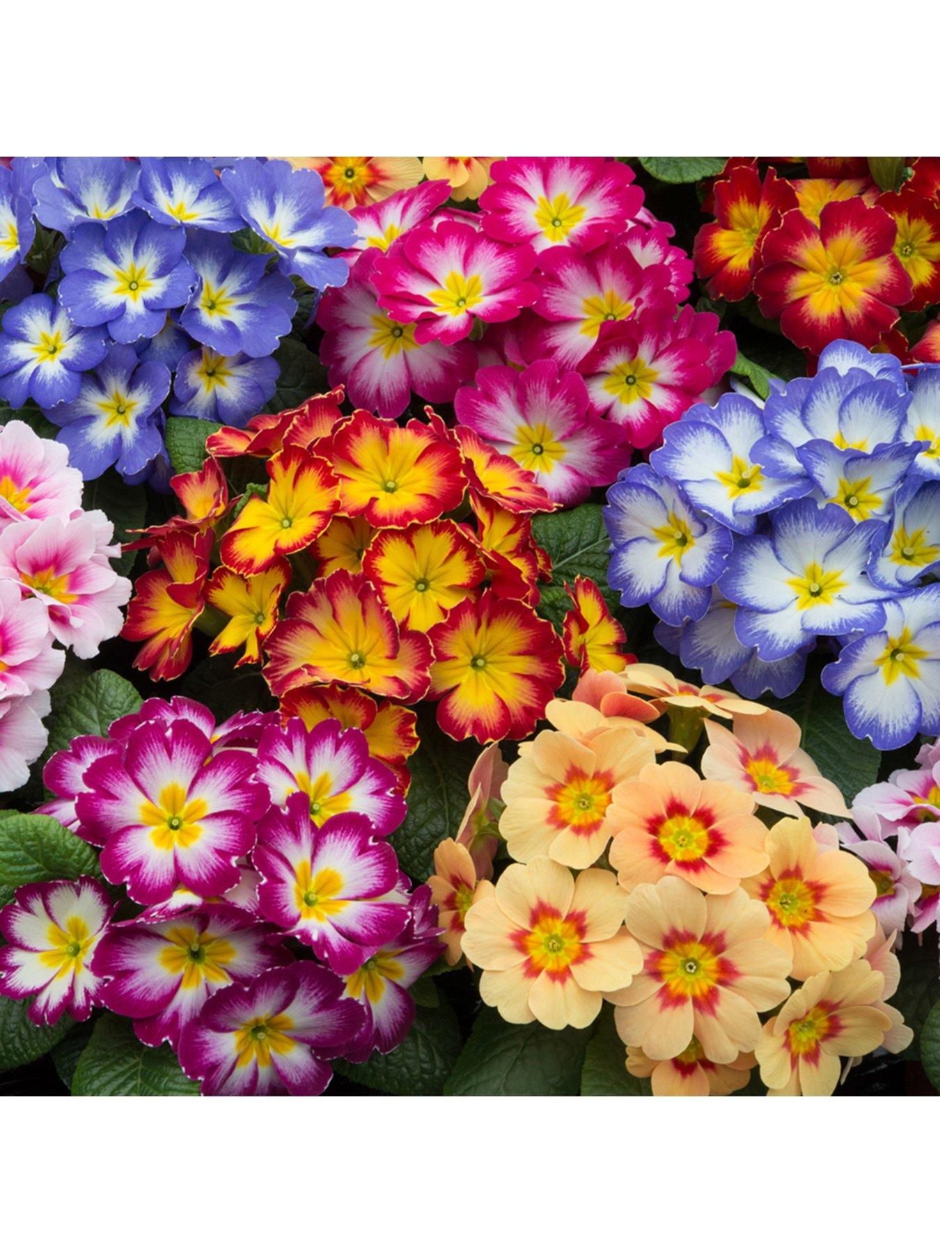 Primrose Bonelli Mixed (20 Garden Ready Plants)