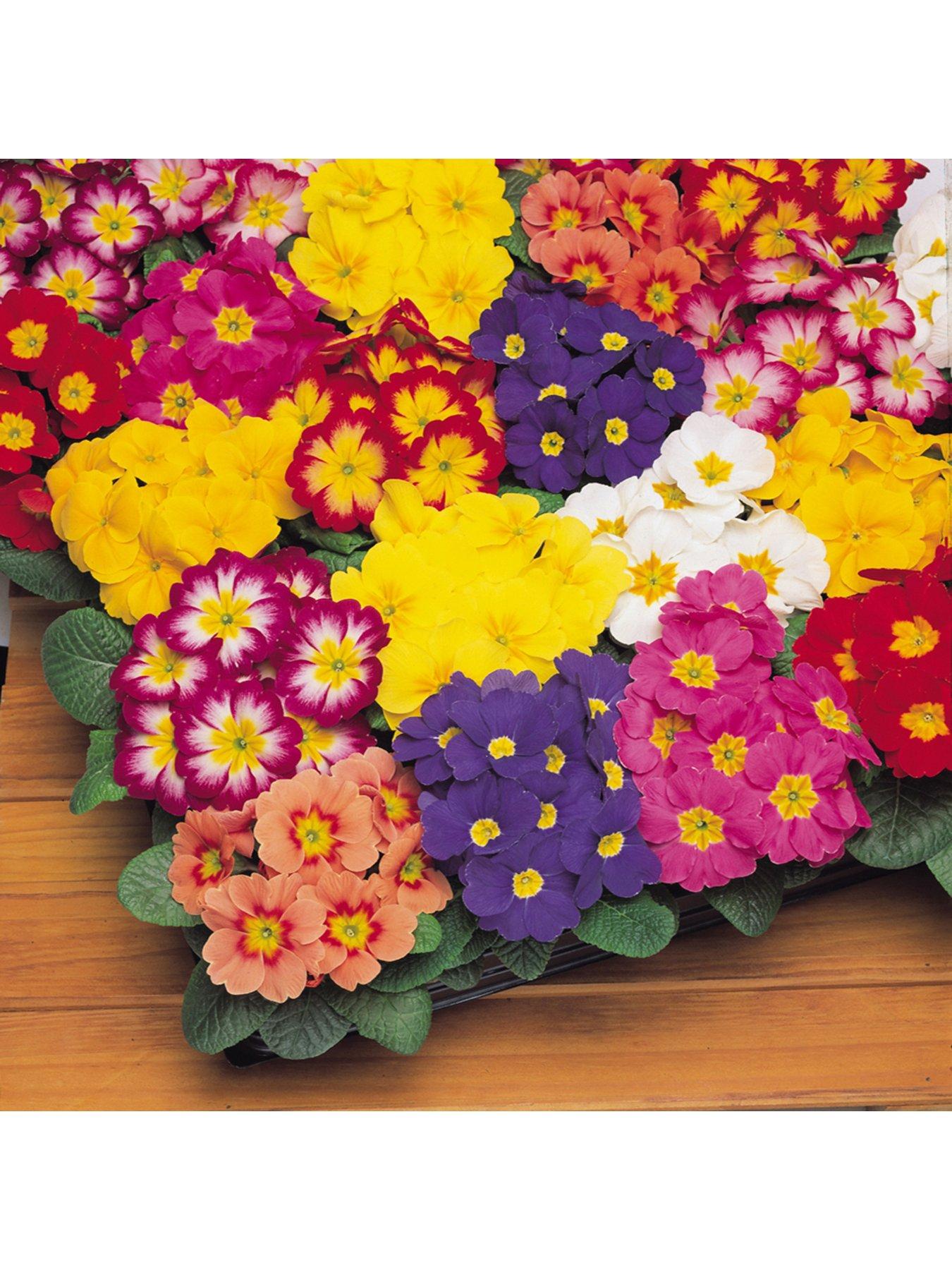Primrose Bonelli Mixed (20 Garden Ready Plants)