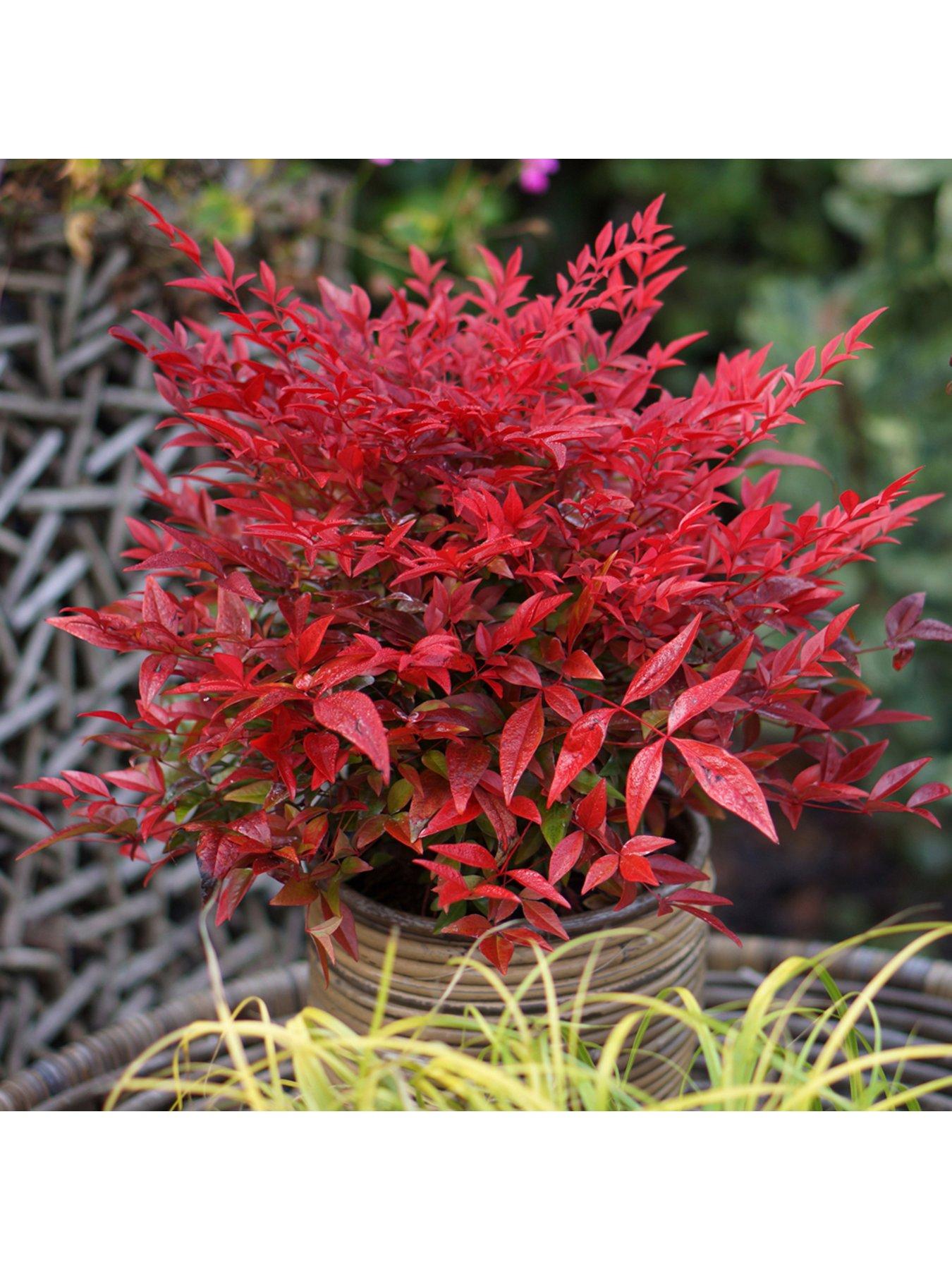 You Garden Nandina 'Obsessed' (17cm Pot)