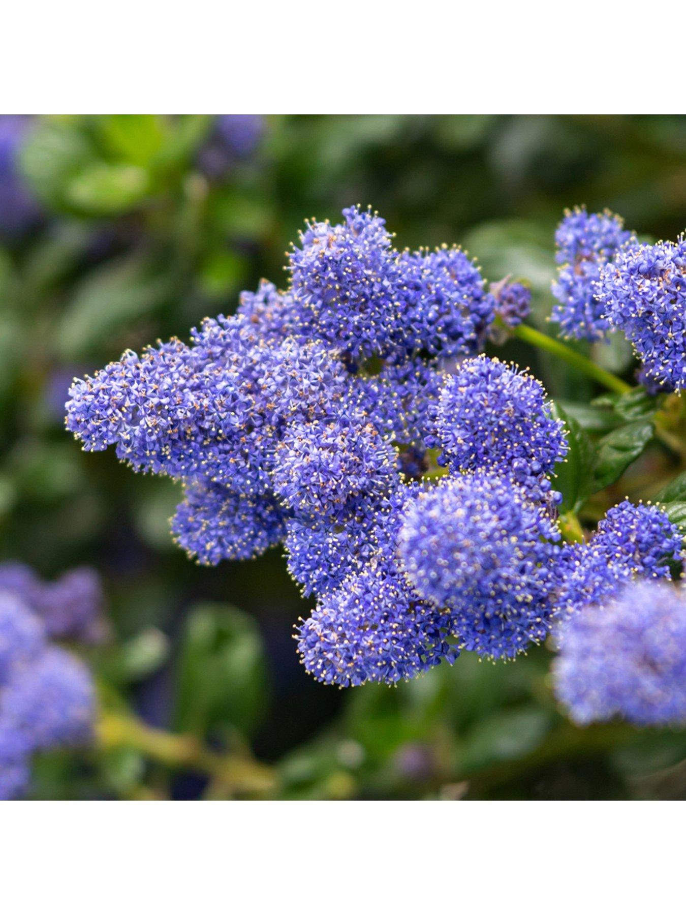 Image 1 of 3 of You Garden Ceanothus Thyrsiflorus Repens (2L Pot)