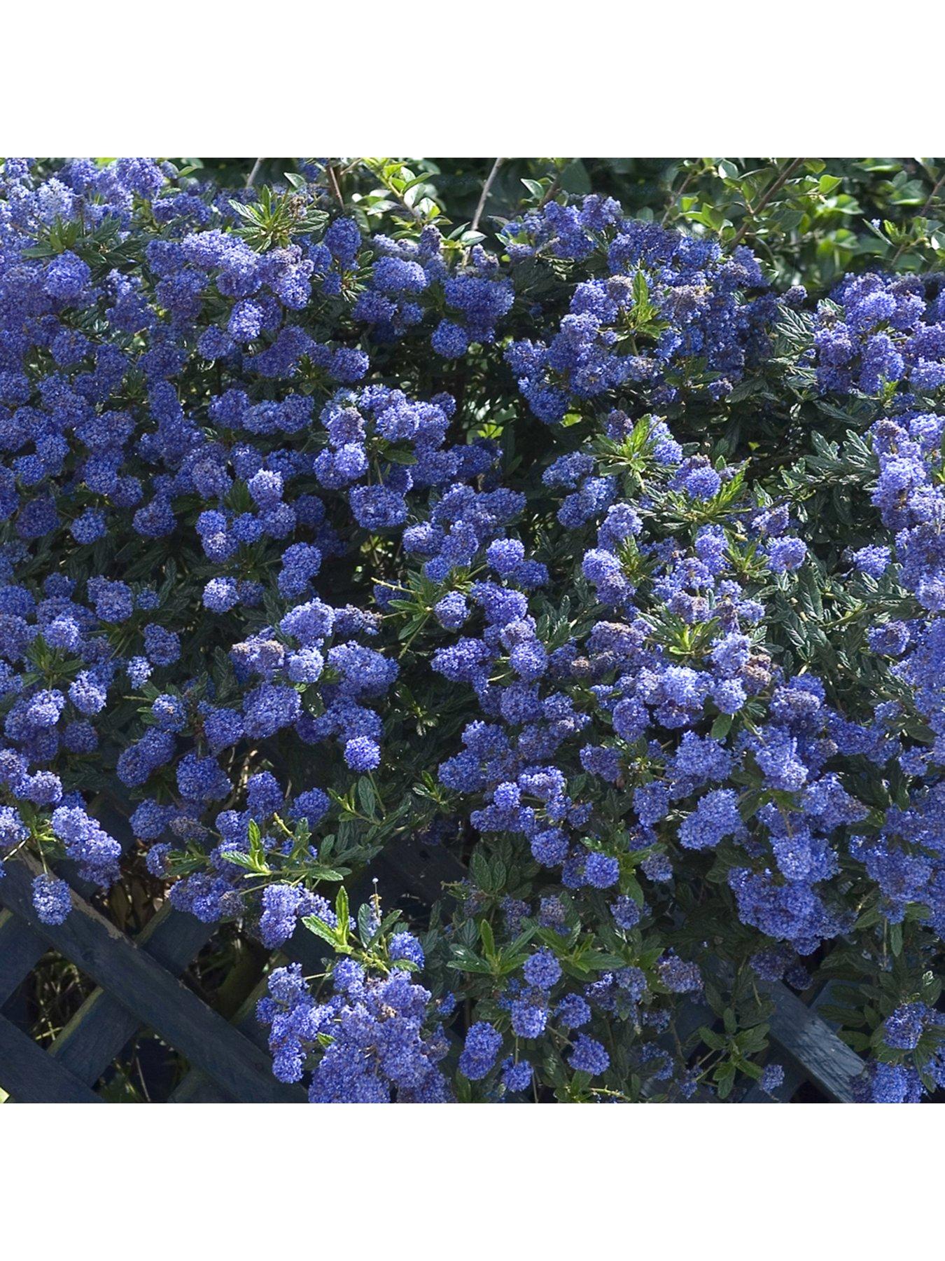 Image 2 of 3 of You Garden Ceanothus Thyrsiflorus Repens (2L Pot)