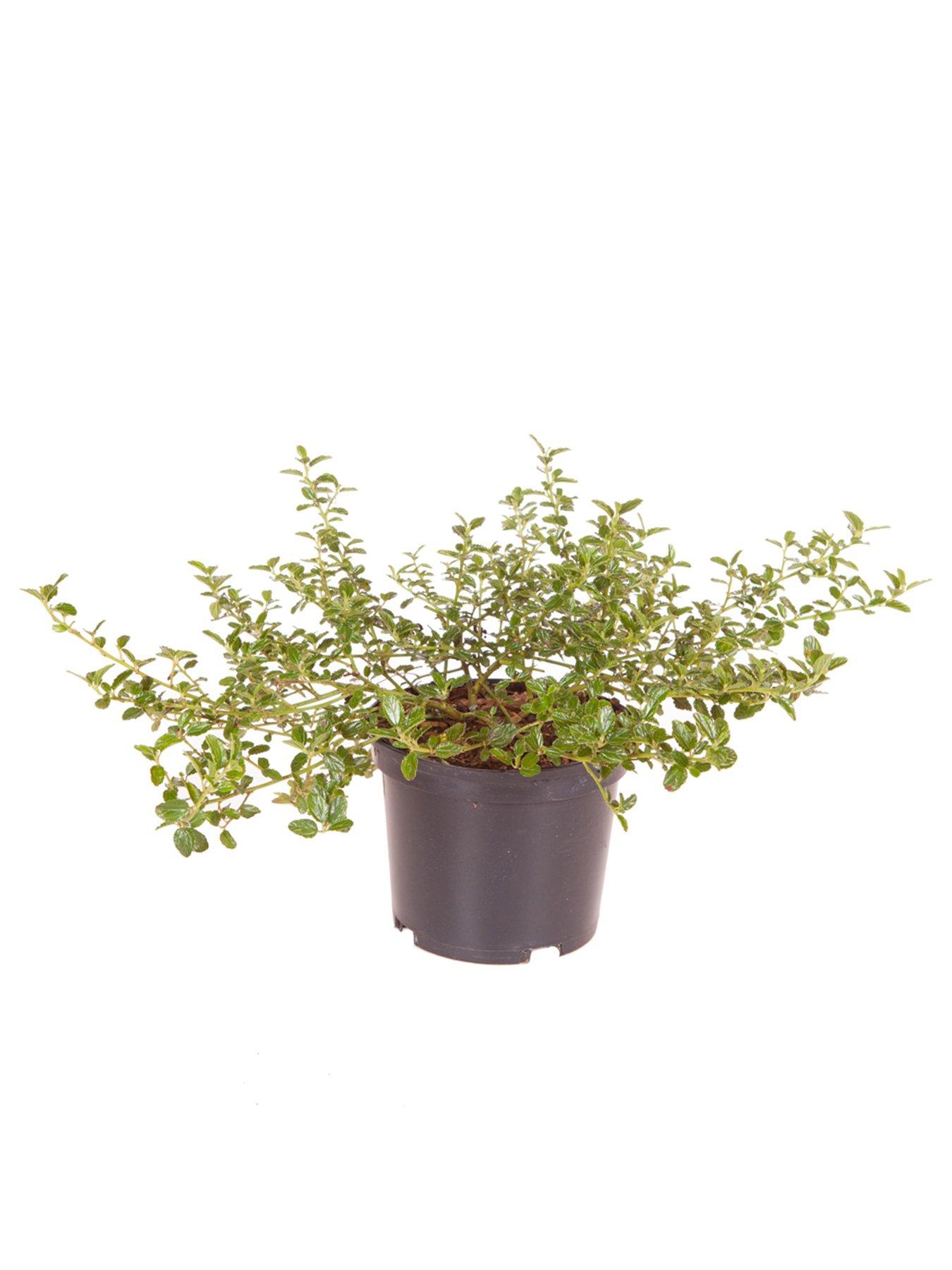 Image 3 of 3 of You Garden Ceanothus Thyrsiflorus Repens (2L Pot)