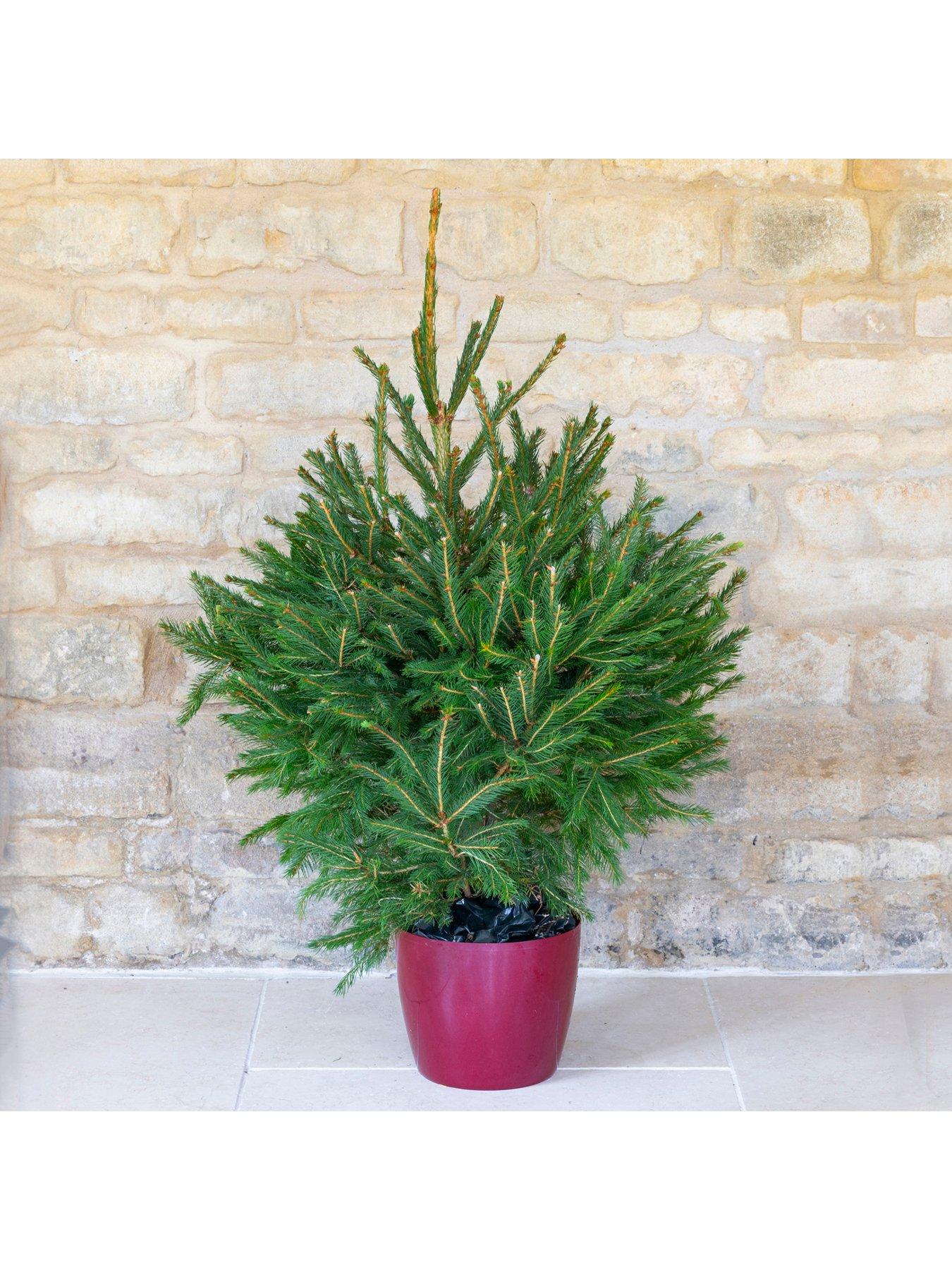 Image 1 of 7 of You Garden Pot-Grown Norway Spruce Christmas Tree (100 -120cm)