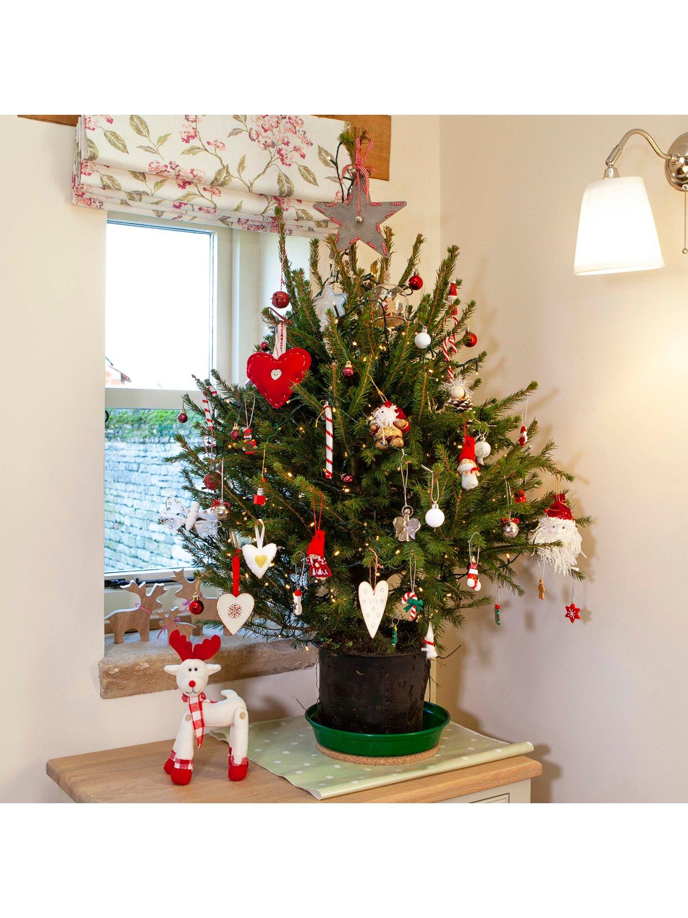 Image 2 of 7 of You Garden Pot-Grown Norway Spruce Christmas Tree (100 -120cm)