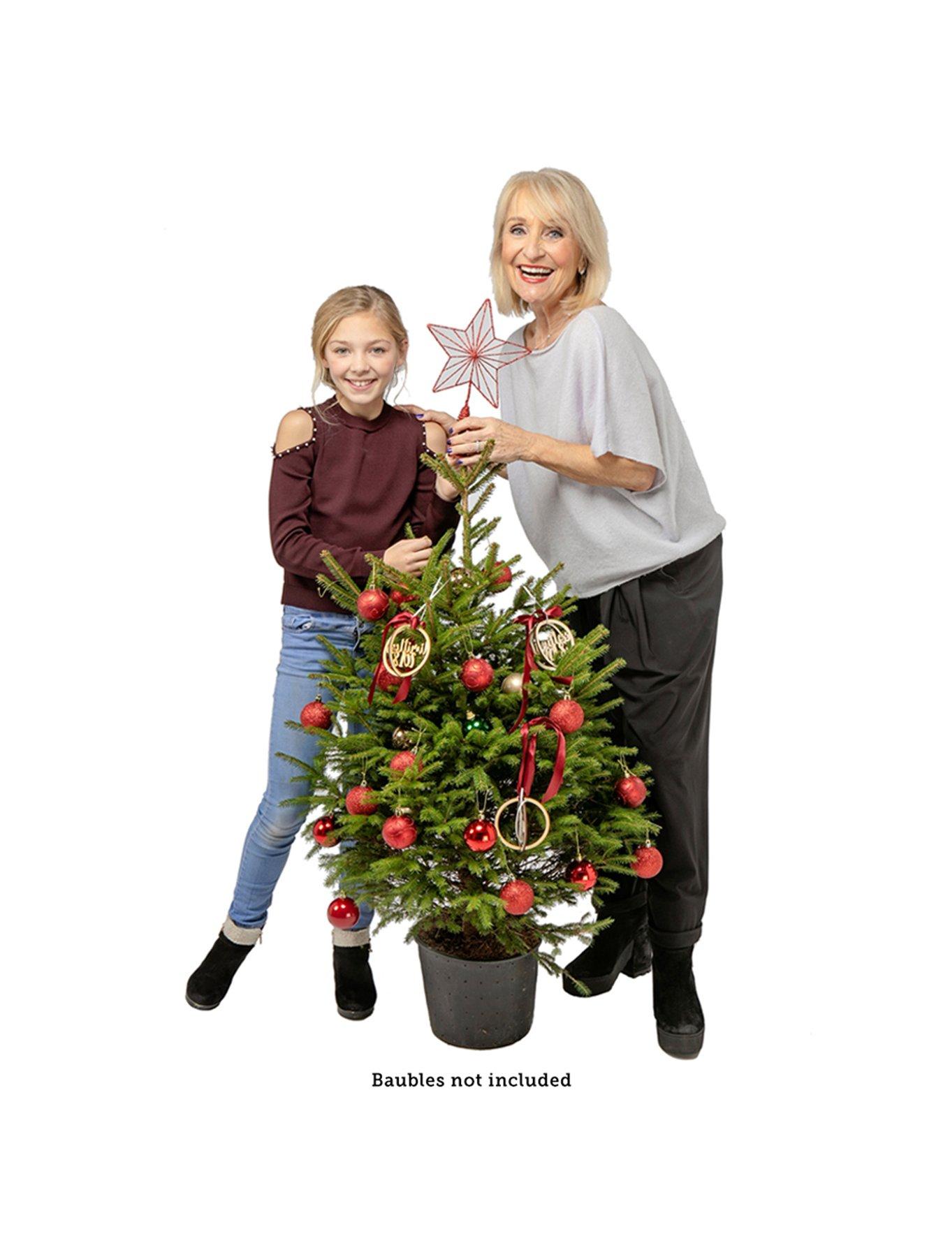 Image 4 of 7 of You Garden Pot-Grown Norway Spruce Christmas Tree (100 -120cm)