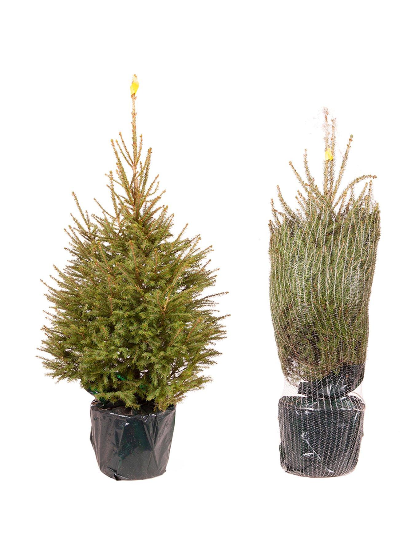 Image 5 of 7 of You Garden Pot-Grown Norway Spruce Christmas Tree (100 -120cm)