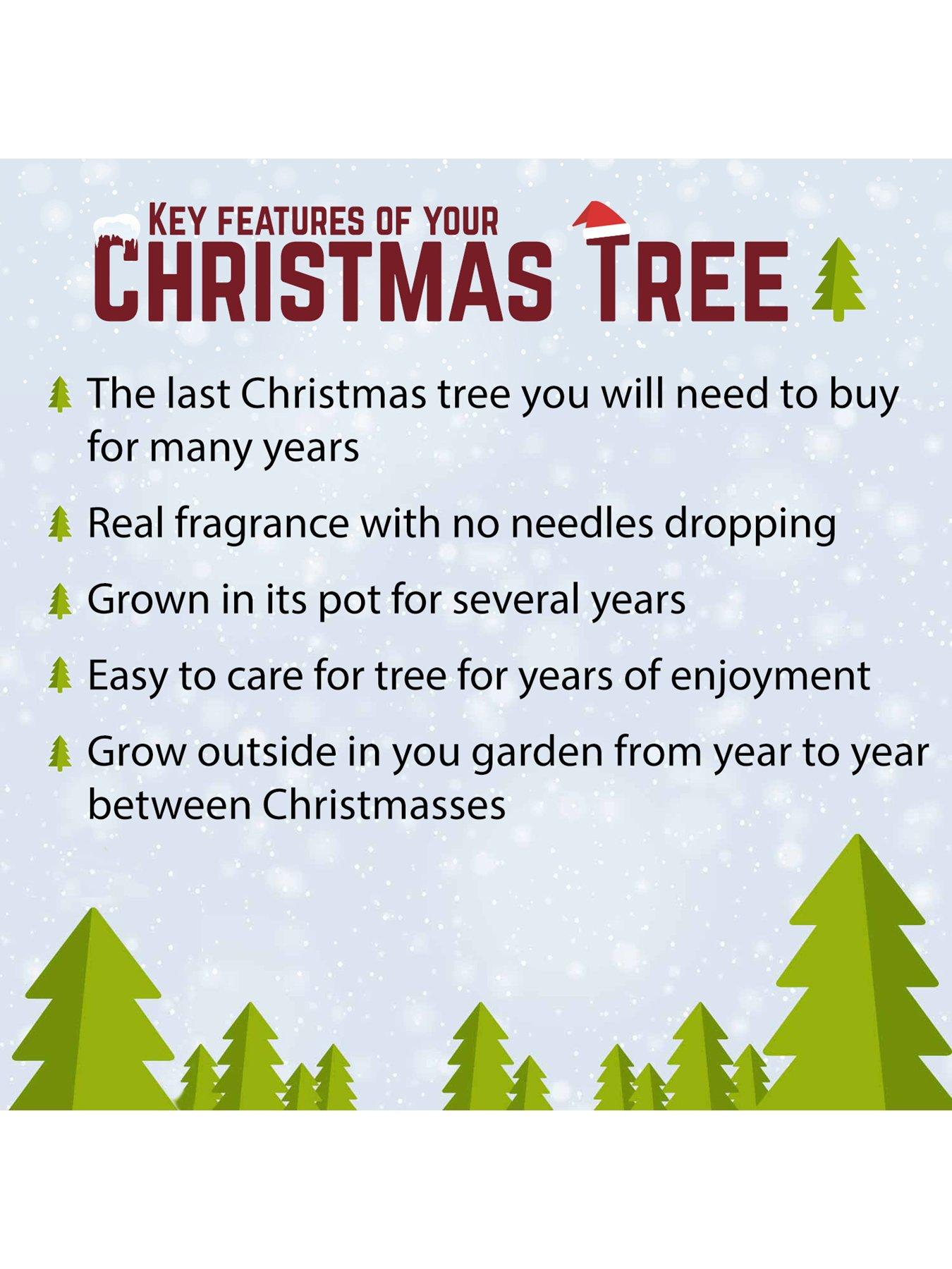 Image 6 of 7 of You Garden Pot-Grown Norway Spruce Christmas Tree (100 -120cm)