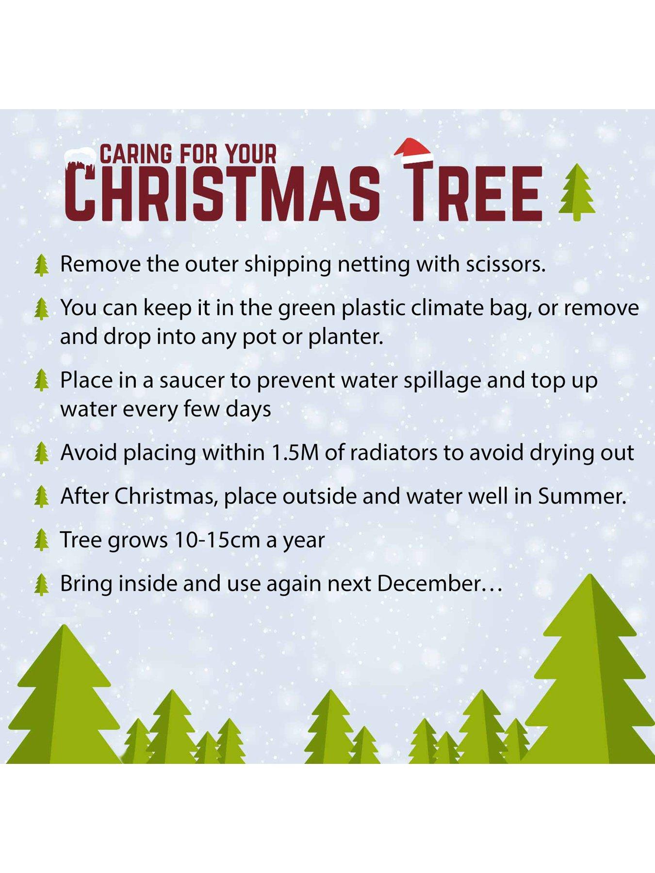 Image 7 of 7 of You Garden Pot-Grown Norway Spruce Christmas Tree (100 -120cm)