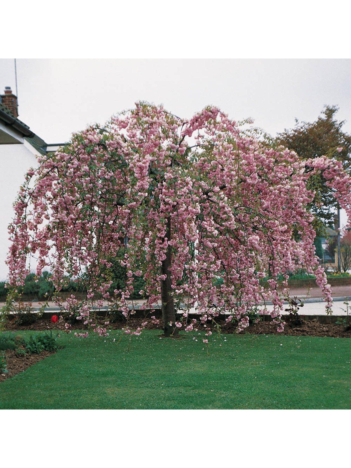 You Garden Weeping Cherry 'Kiku Shidare Zakura' (Bare Root)