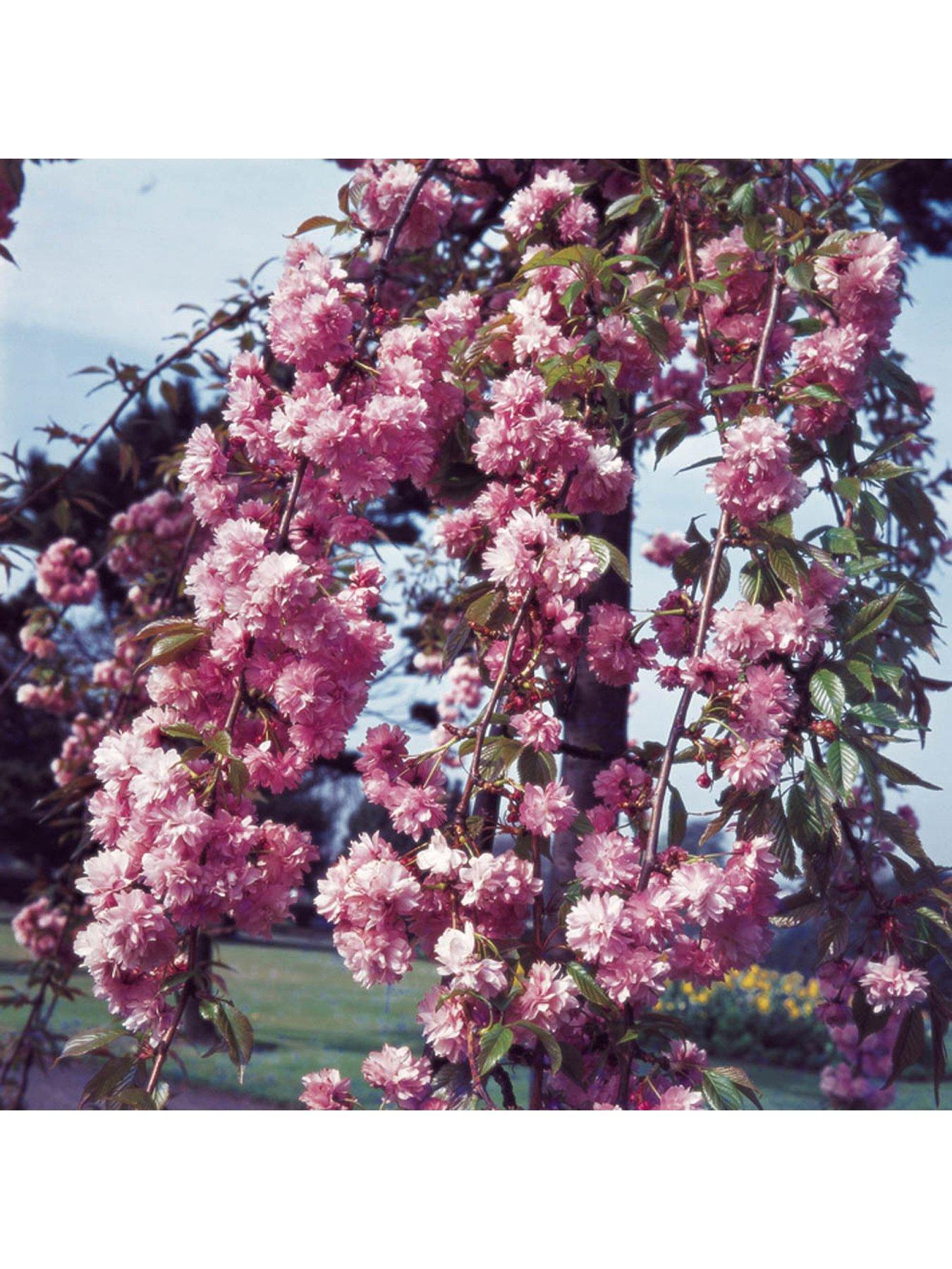  image of you-garden-weeping-cherry-kiku-shidare-zakura-bare-root