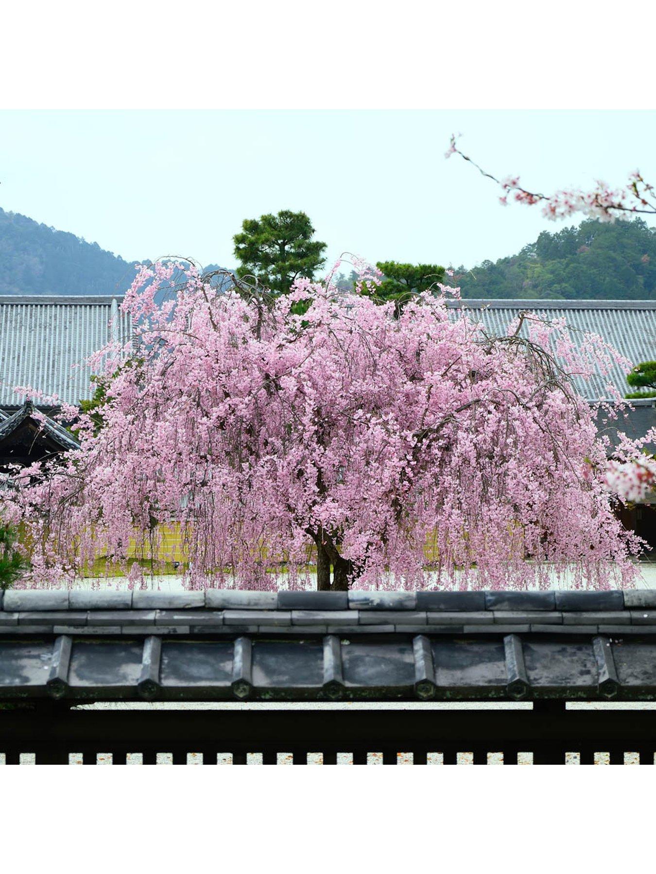 image of you-garden-weeping-cherry-kiku-shidare-zakura-bare-root