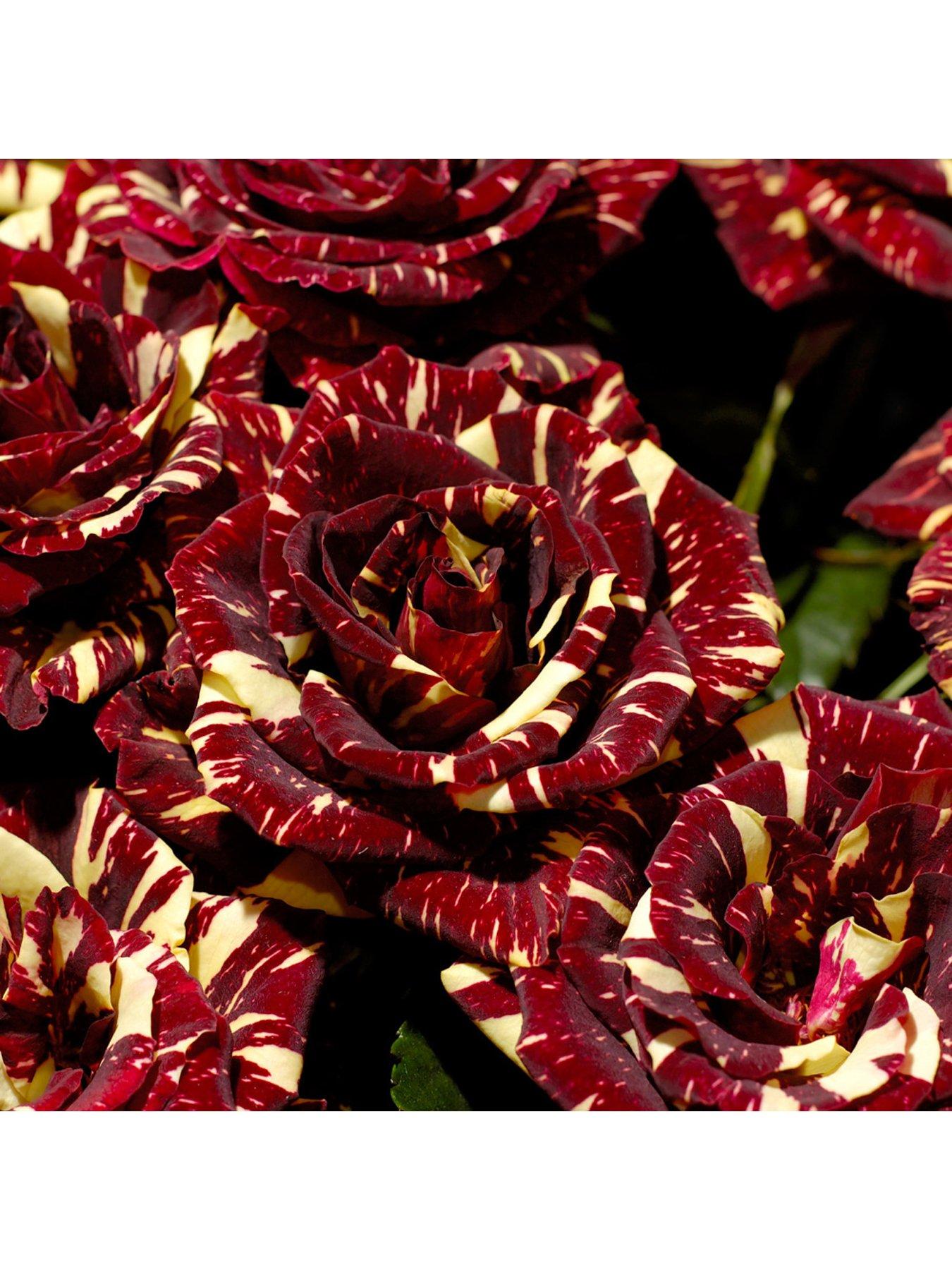 You Garden Rose Abracadabra (Bare Root)