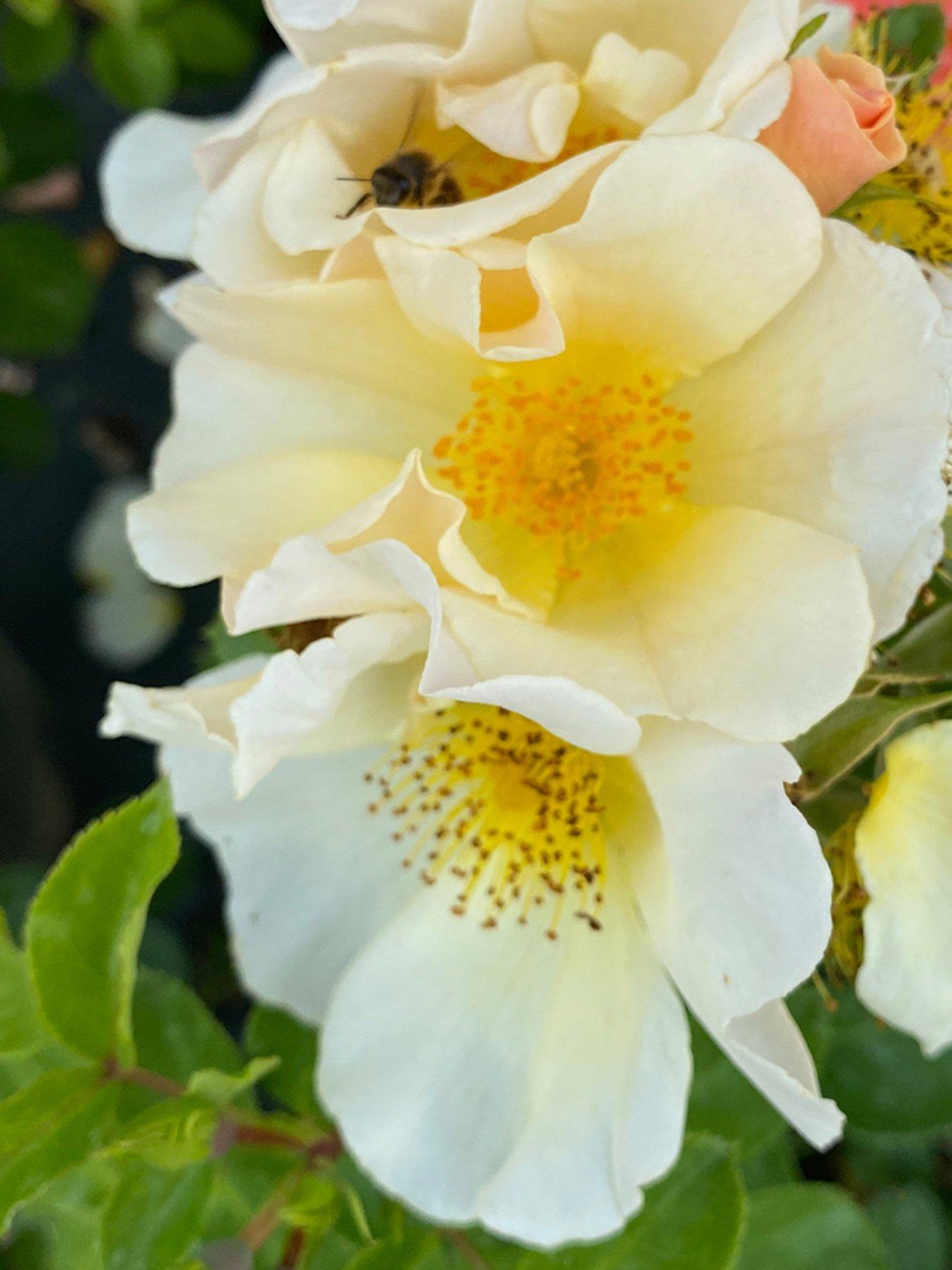  image of you-garden-rose--nbspsimple-yellow-potted-rose-in-3l-4l-pot