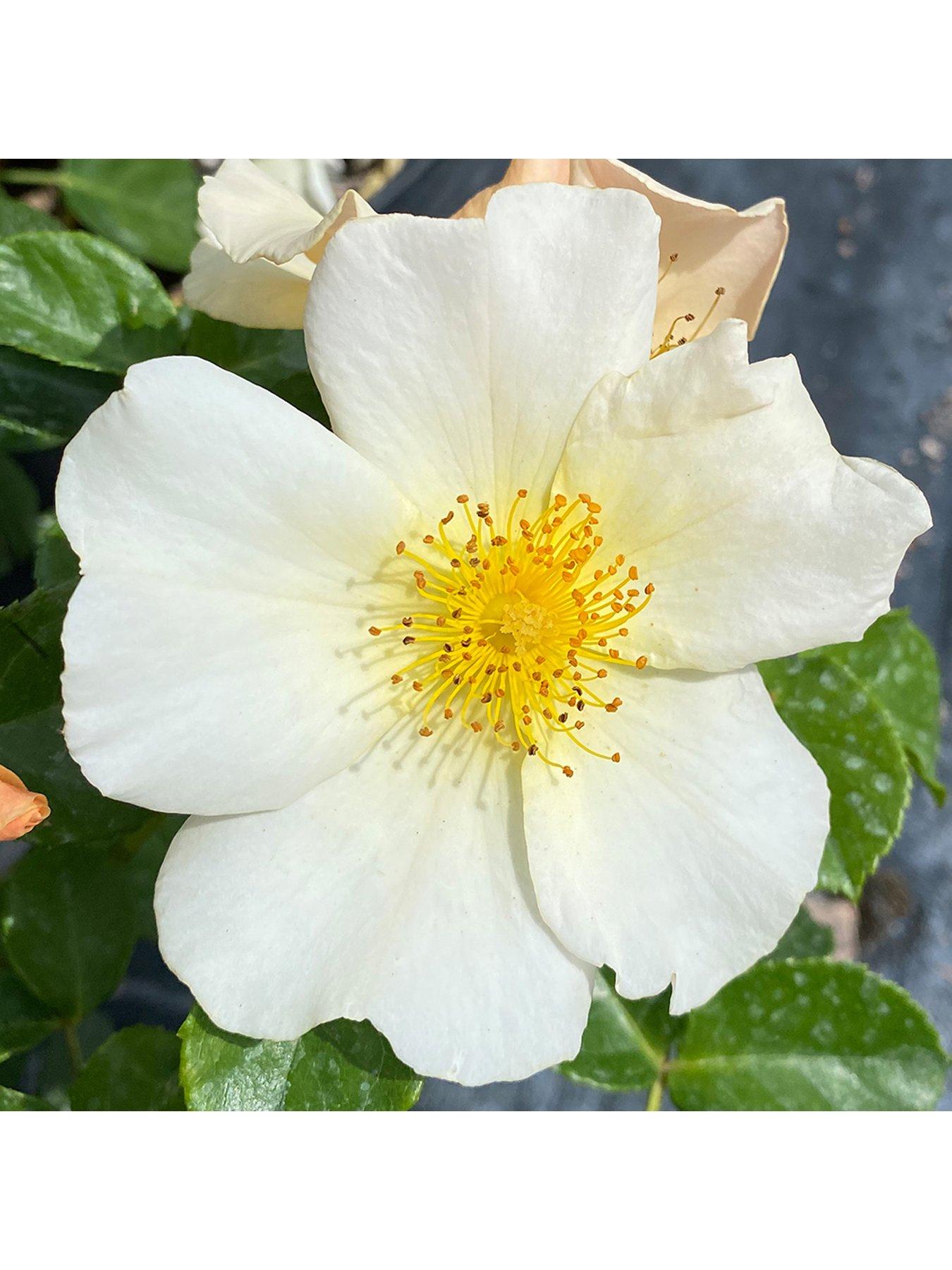  image of you-garden-rose--nbspsimple-yellow-potted-rose-in-3l-4l-pot