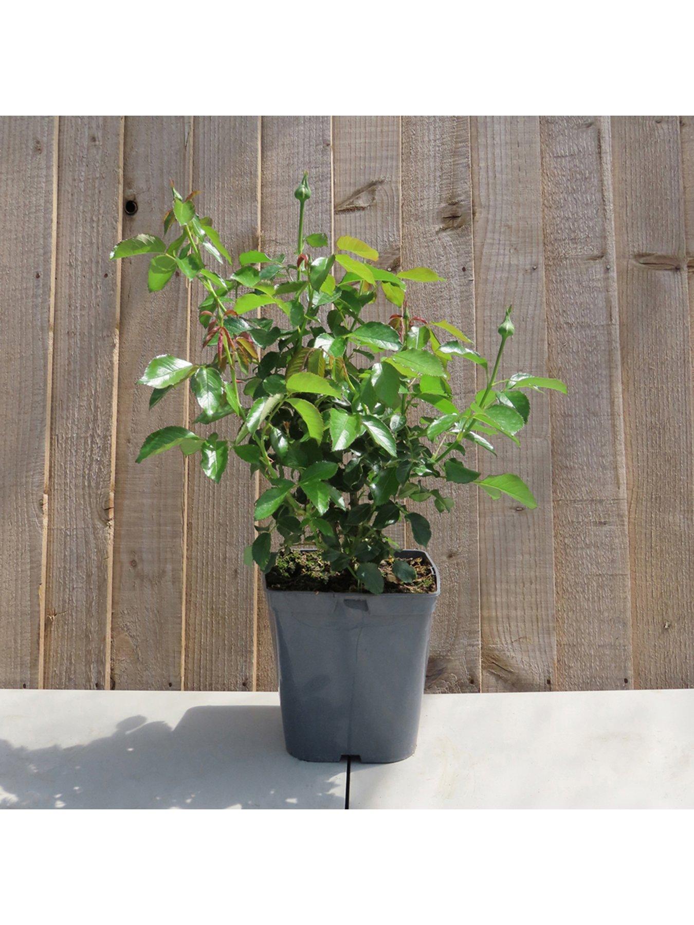  image of you-garden-rose--nbspsimple-yellow-potted-rose-in-3l-4l-pot