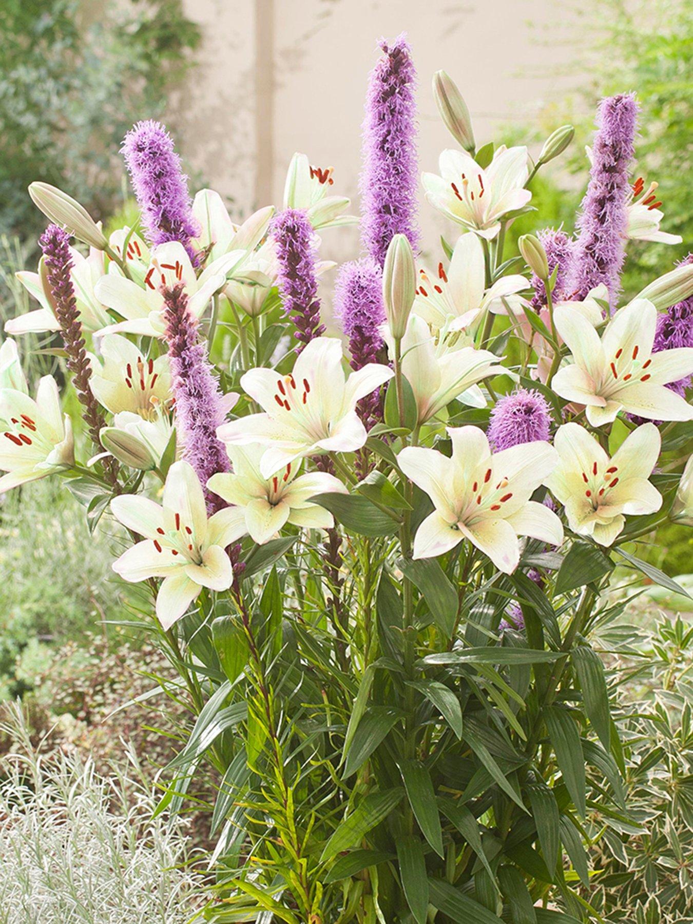 You Garden Plant-O-Mat Bulb Pod - Lilium and Liatris Mix