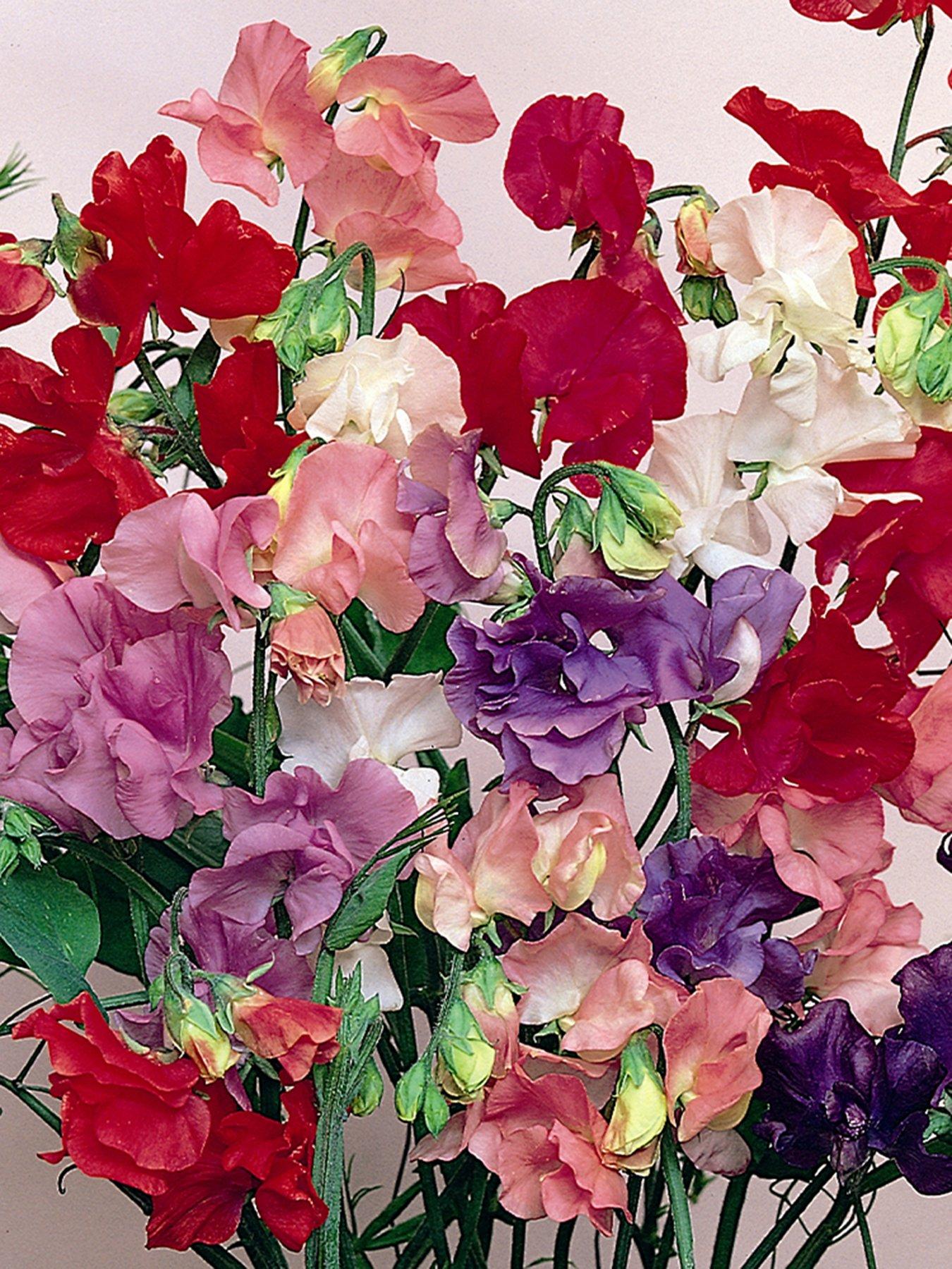 You Garden Sweet Pea Cut Flower Mix (20 Garden Ready Plants)