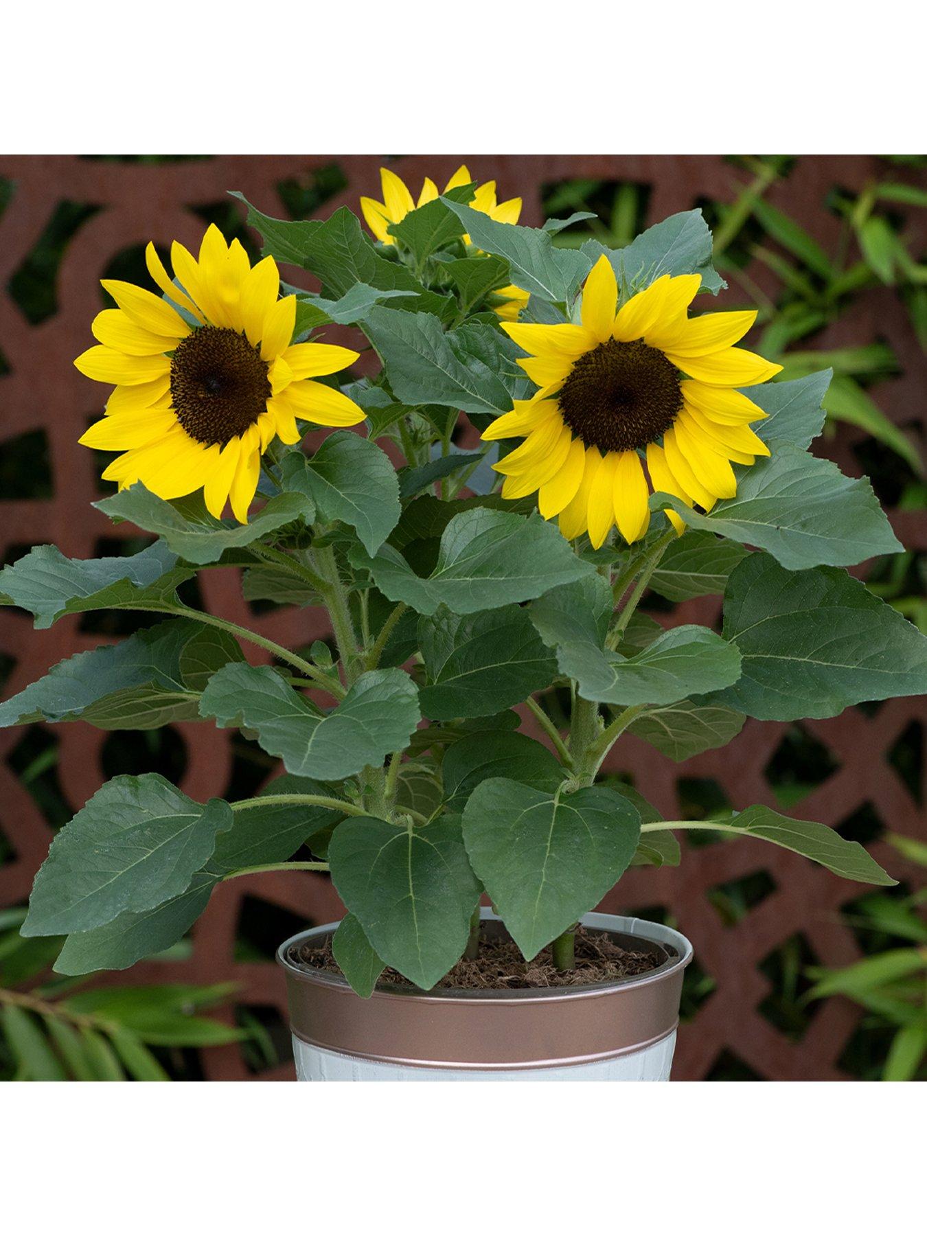  image of you-garden-sunflower-sunsation-12-plug-plants