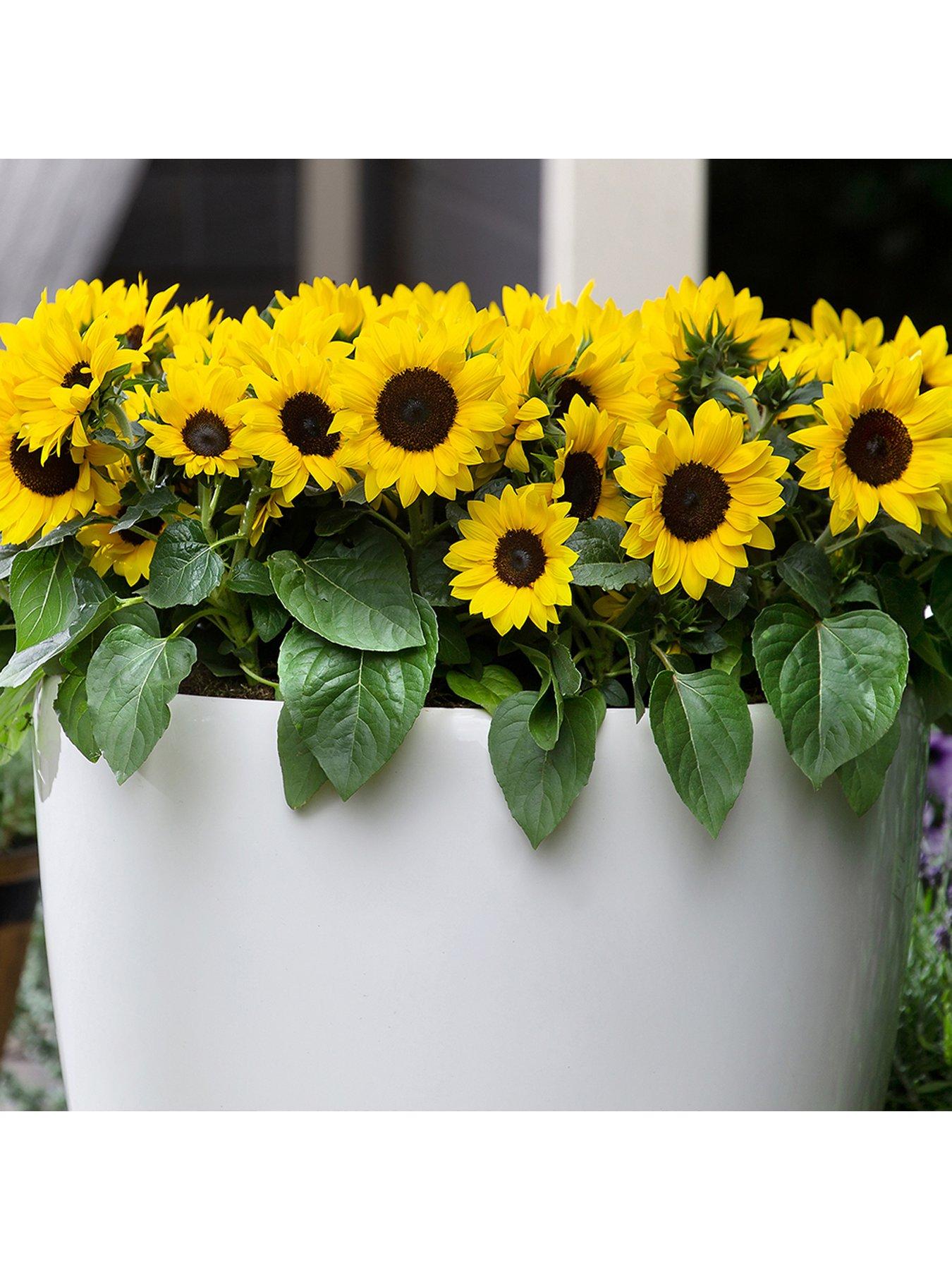  image of you-garden-sunflower-sunsation-12-plug-plants