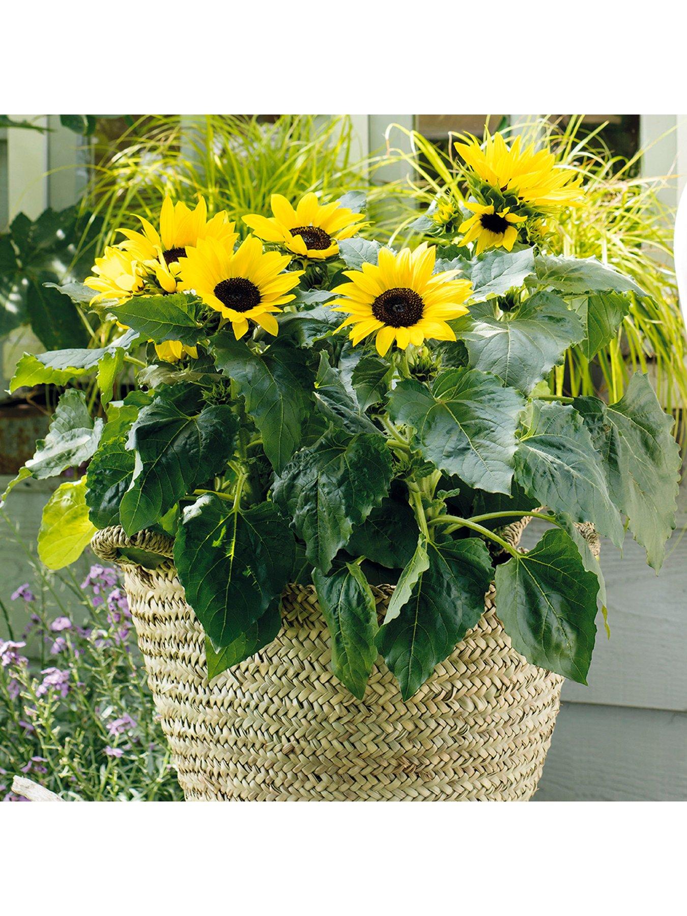 image of you-garden-sunflower-sunsation-12-plug-plants
