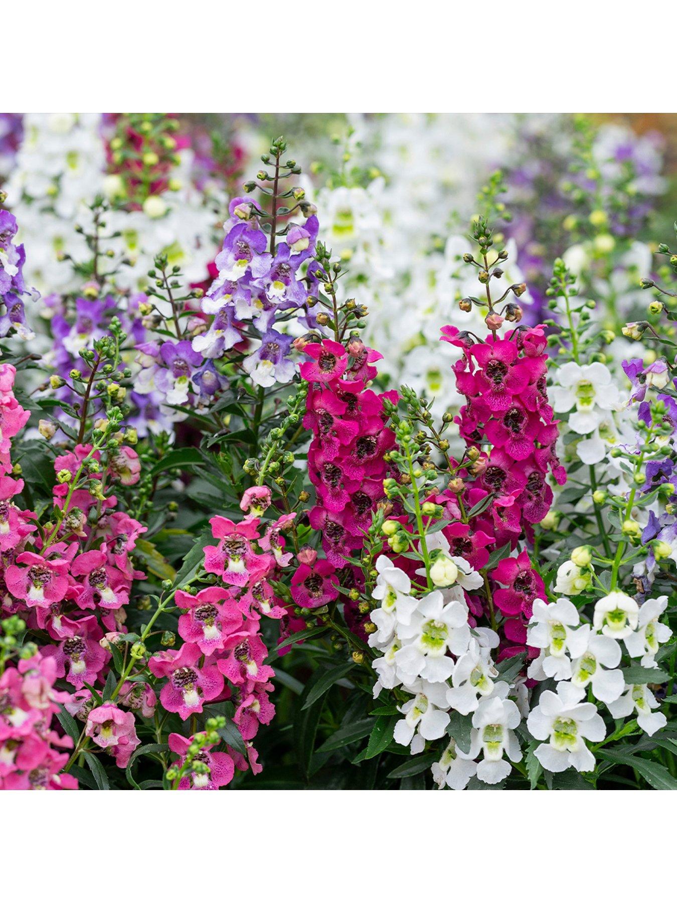 Garden Orchid Angelonia Archangel (6 Plug Plants)