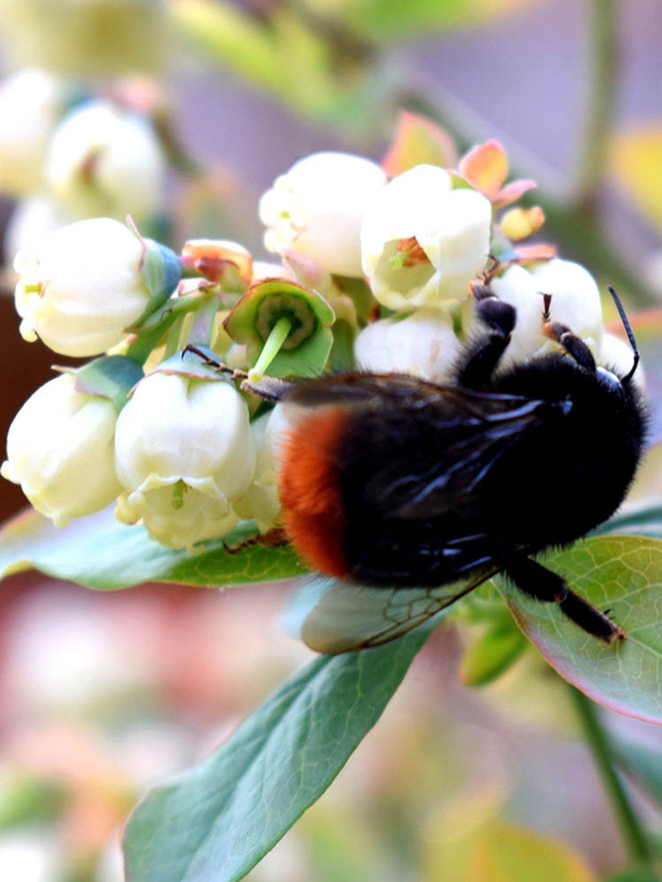 You Garden Blueberry (Vaccinium ) Berrybux (3 x 10.5cm Pots)