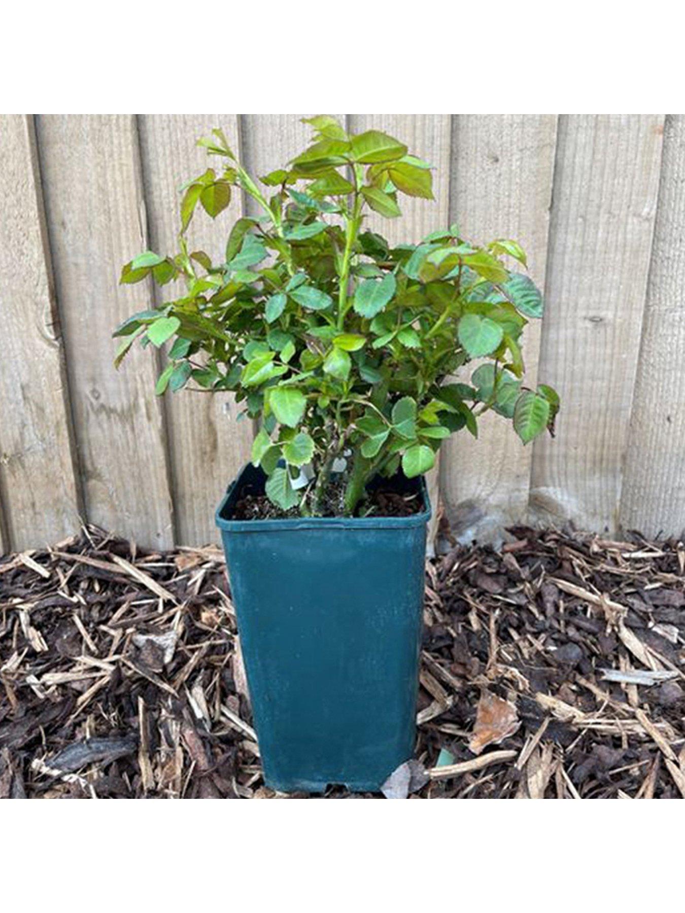  image of you-garden-best-mum-ever-rosenbsppotted-rose-in-3l-4l-pot