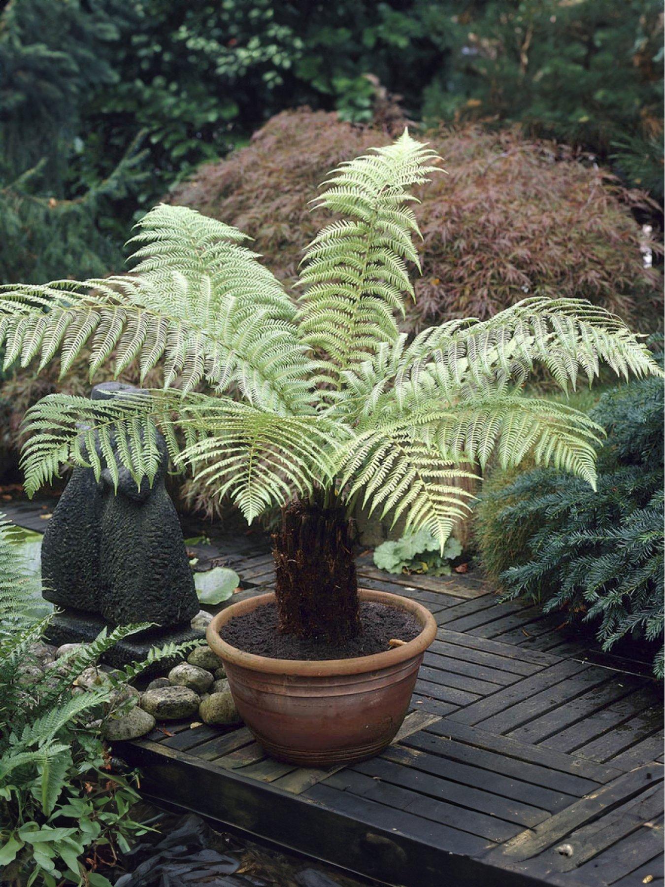 undefined Tree Fern - Dicksonia Antarctica (17cm Pot)