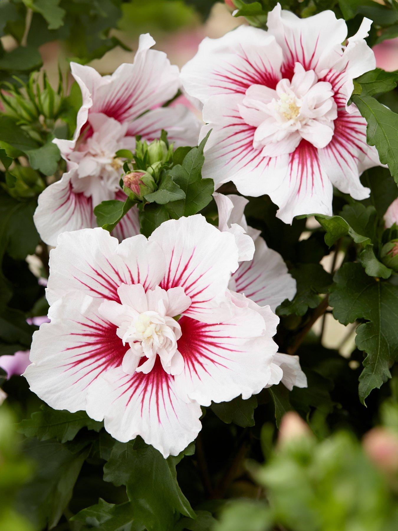 you-garden-hibiscus-starburst-chiffon-3l-pot