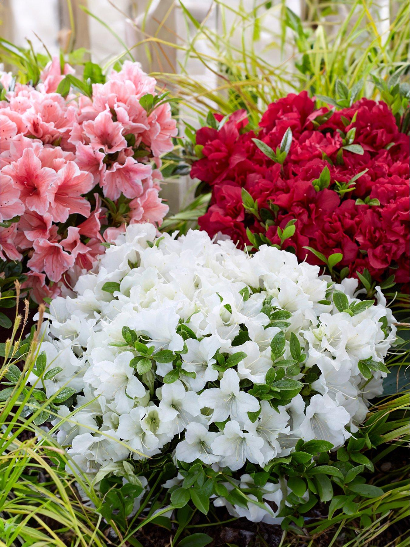 You Garden Azalea Encore Collection (3 x 8cm Pot)
