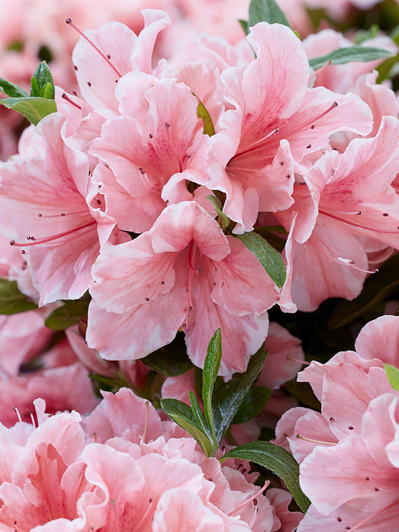  image of you-garden-azalea-encore-collection-3-x-8cm-pot