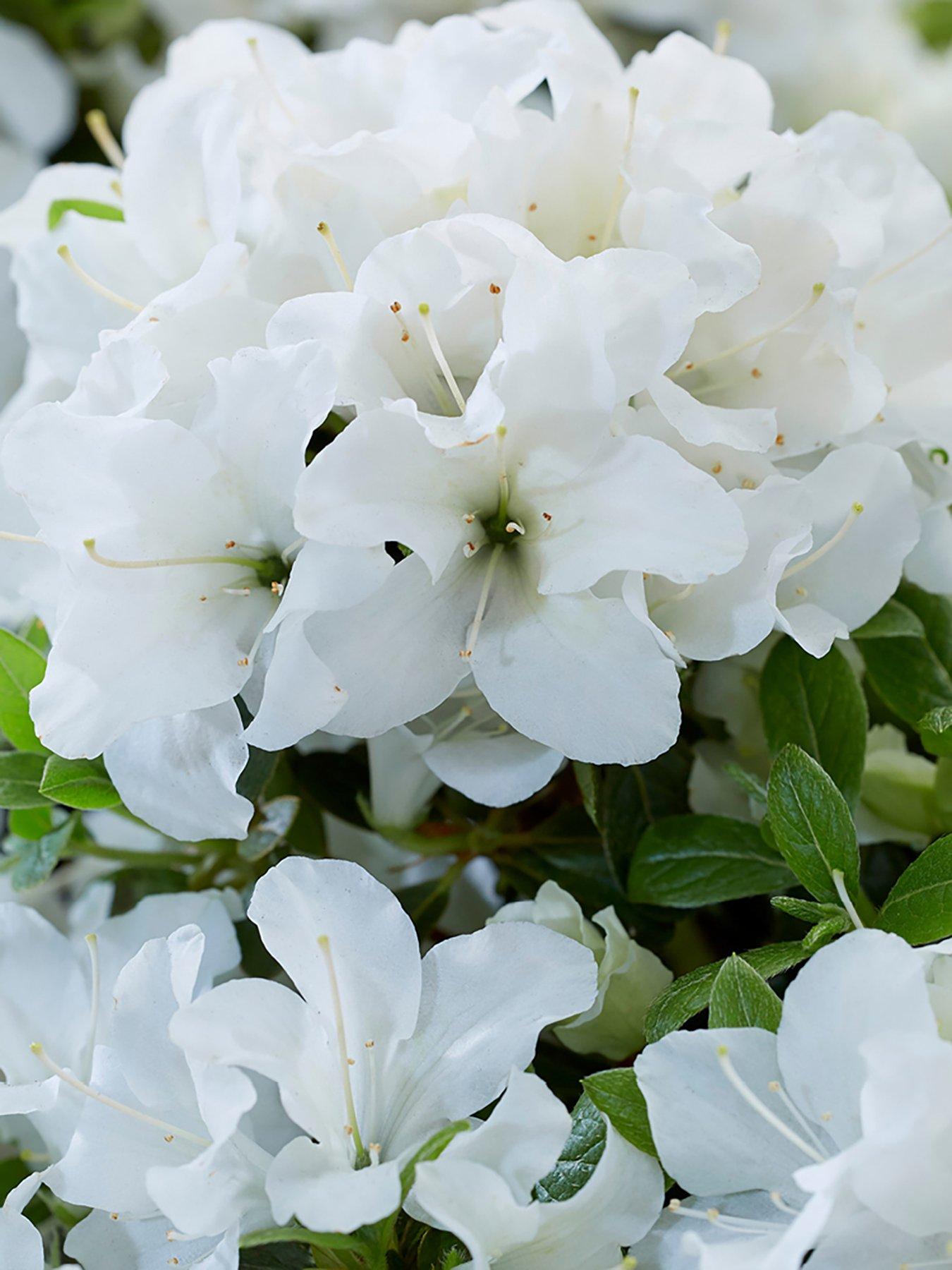  image of you-garden-azalea-encore-collection-3-x-8cm-pot
