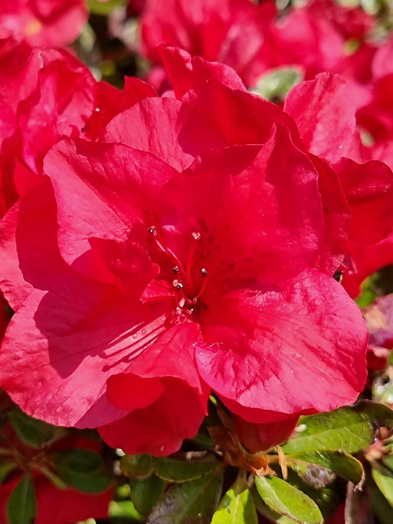  image of you-garden-azalea-encore-collection-3-x-8cm-pot