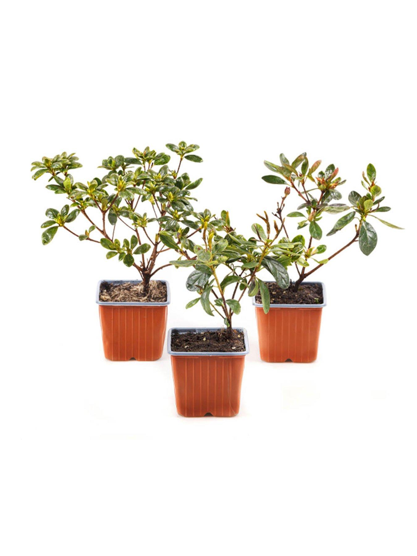  image of you-garden-azalea-encore-collection-3-x-8cm-pot
