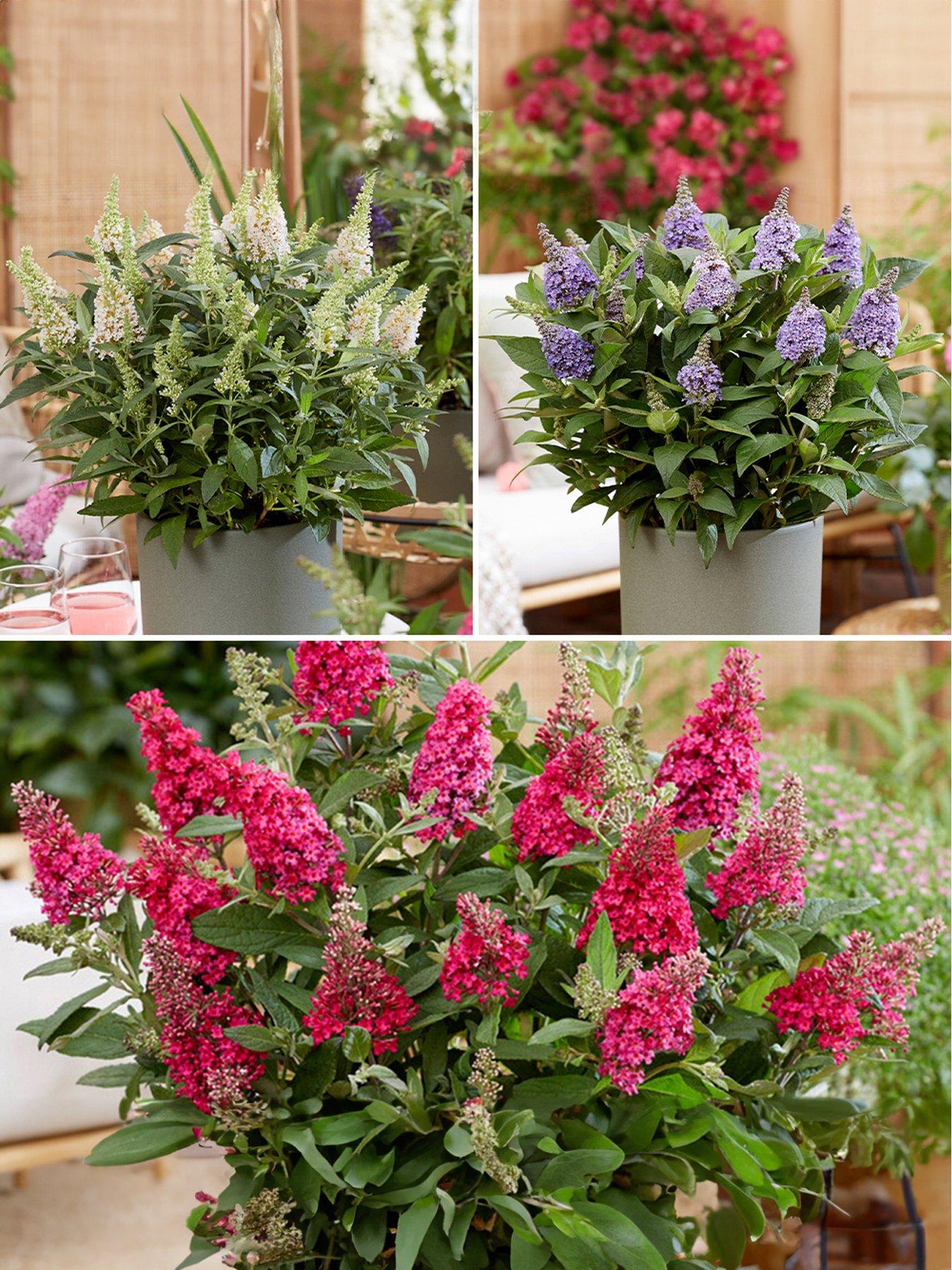 undefined Buddleia Candy Collection (3 x 9cm Pot)