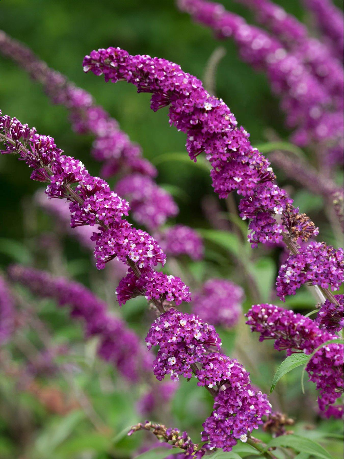 you-garden-buddleia-berries-and-cream-3-x-9cm-pot