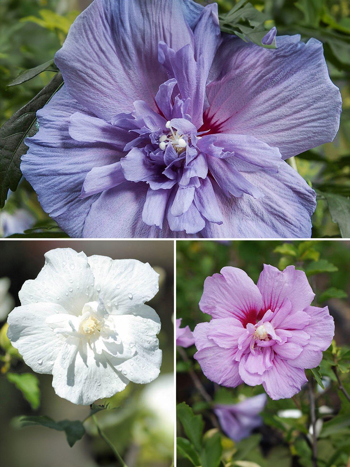 you-garden-hardy-hibiscus-chiffon-collection-3-x-9cm-pots