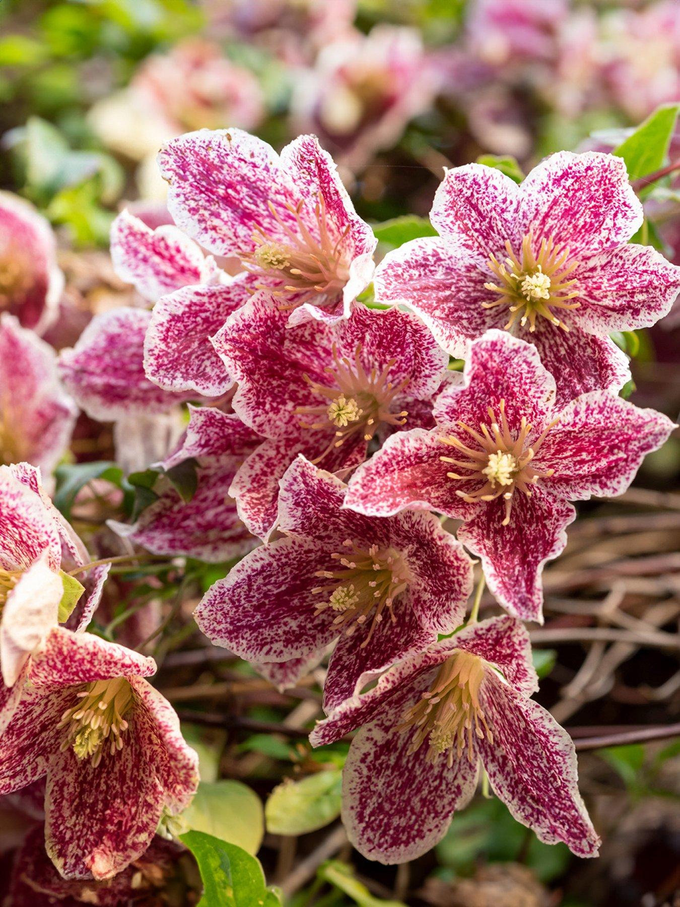  image of you-garden-clematis-evergreen-freckles-3-x-7cm-pot